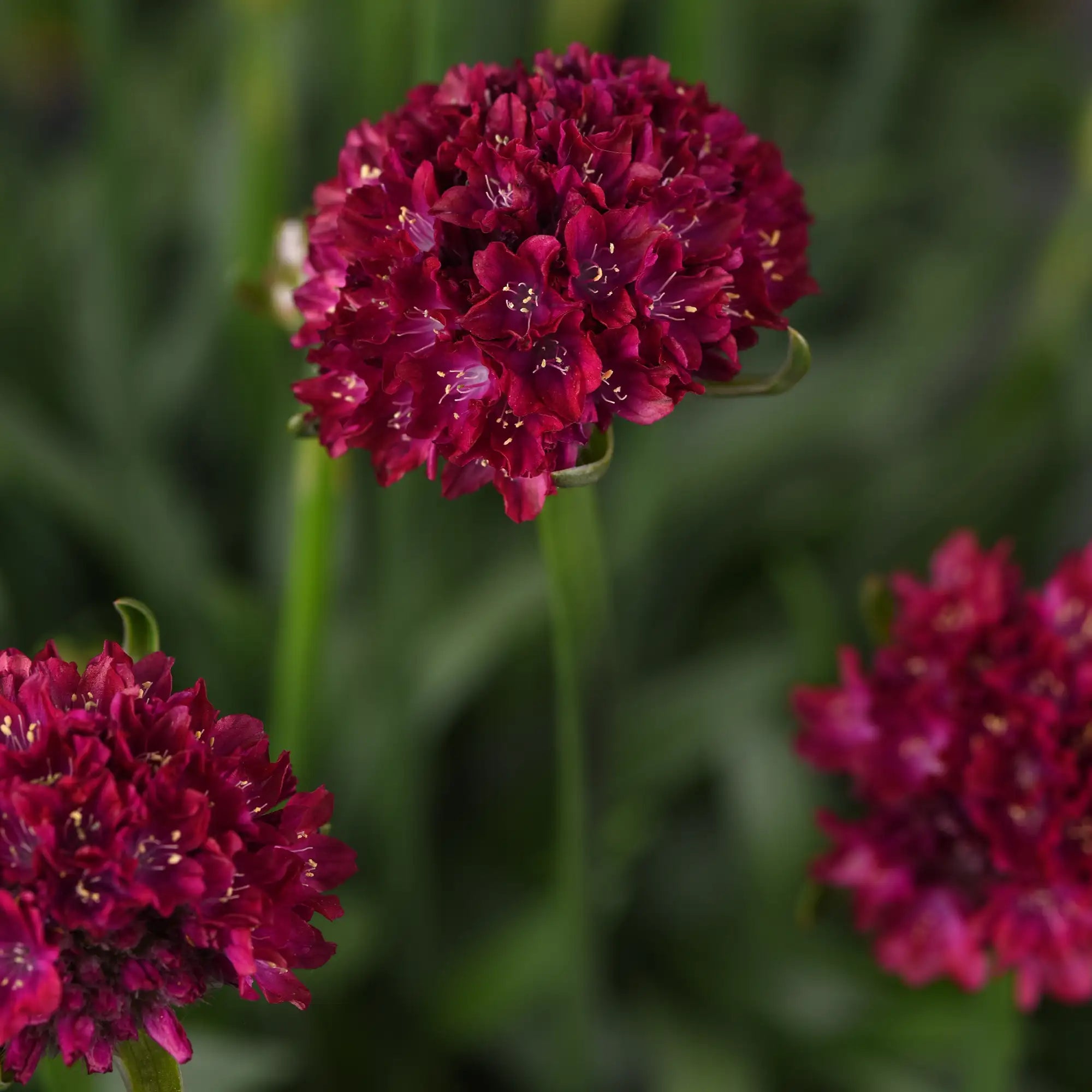 Sea Thrift Dreameria® 'Hypnotic Dreams'