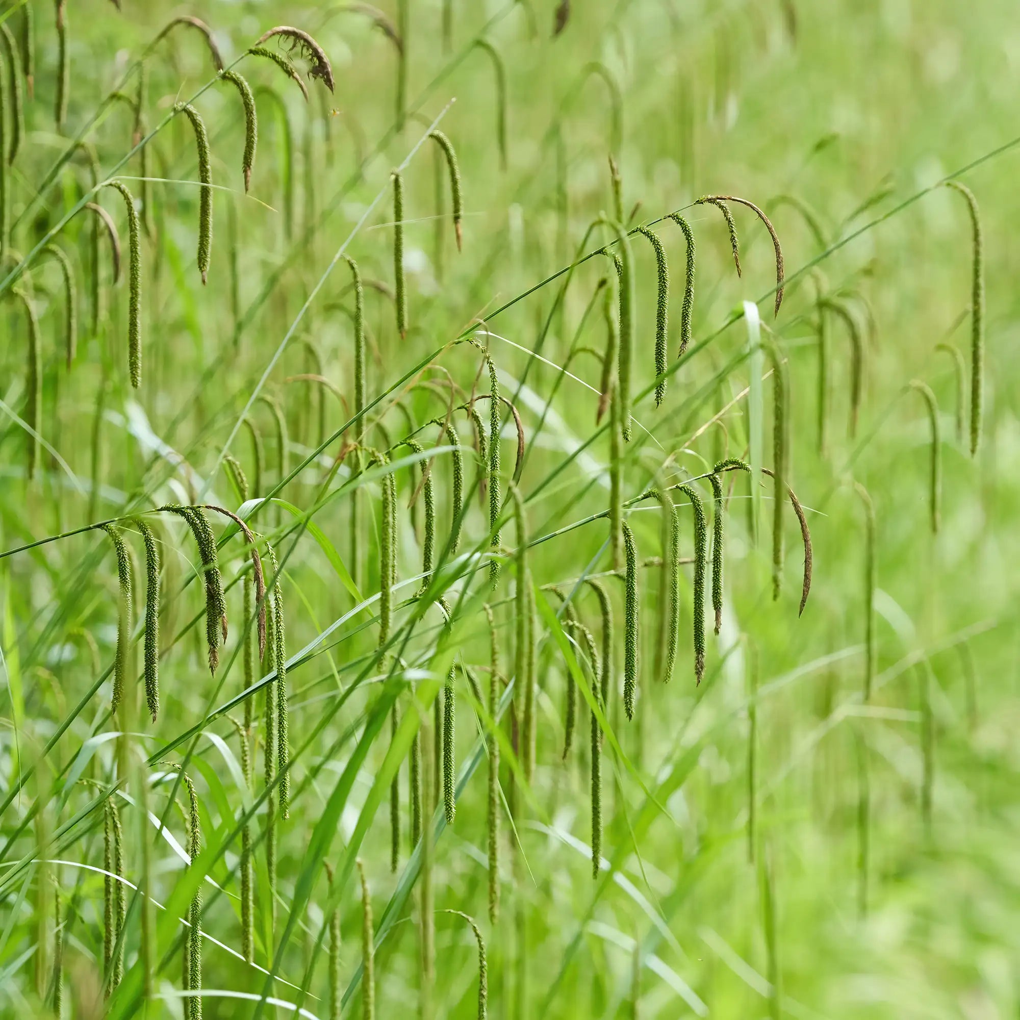 Drooping Sedge with green seedheads
