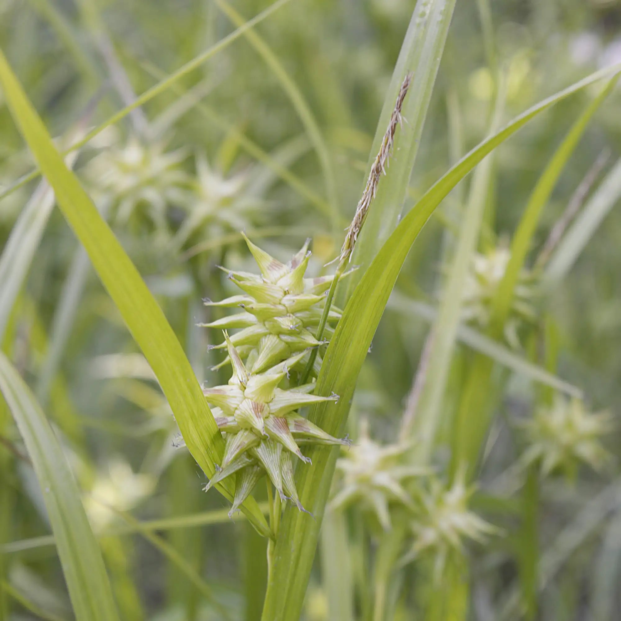 Morning Star Sedge with spiky seed heads