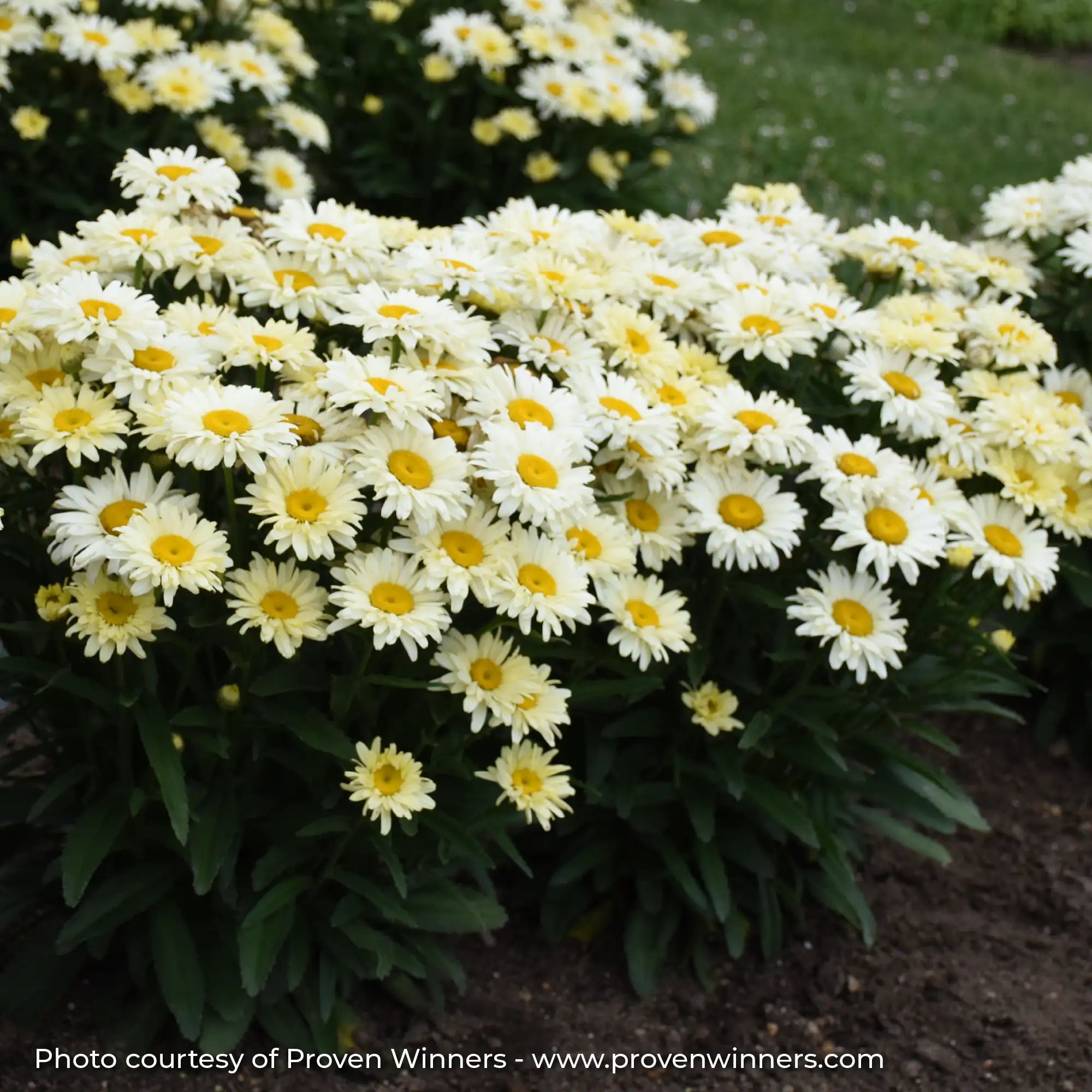 Cream and Yellow Shasta Daisy in a garden