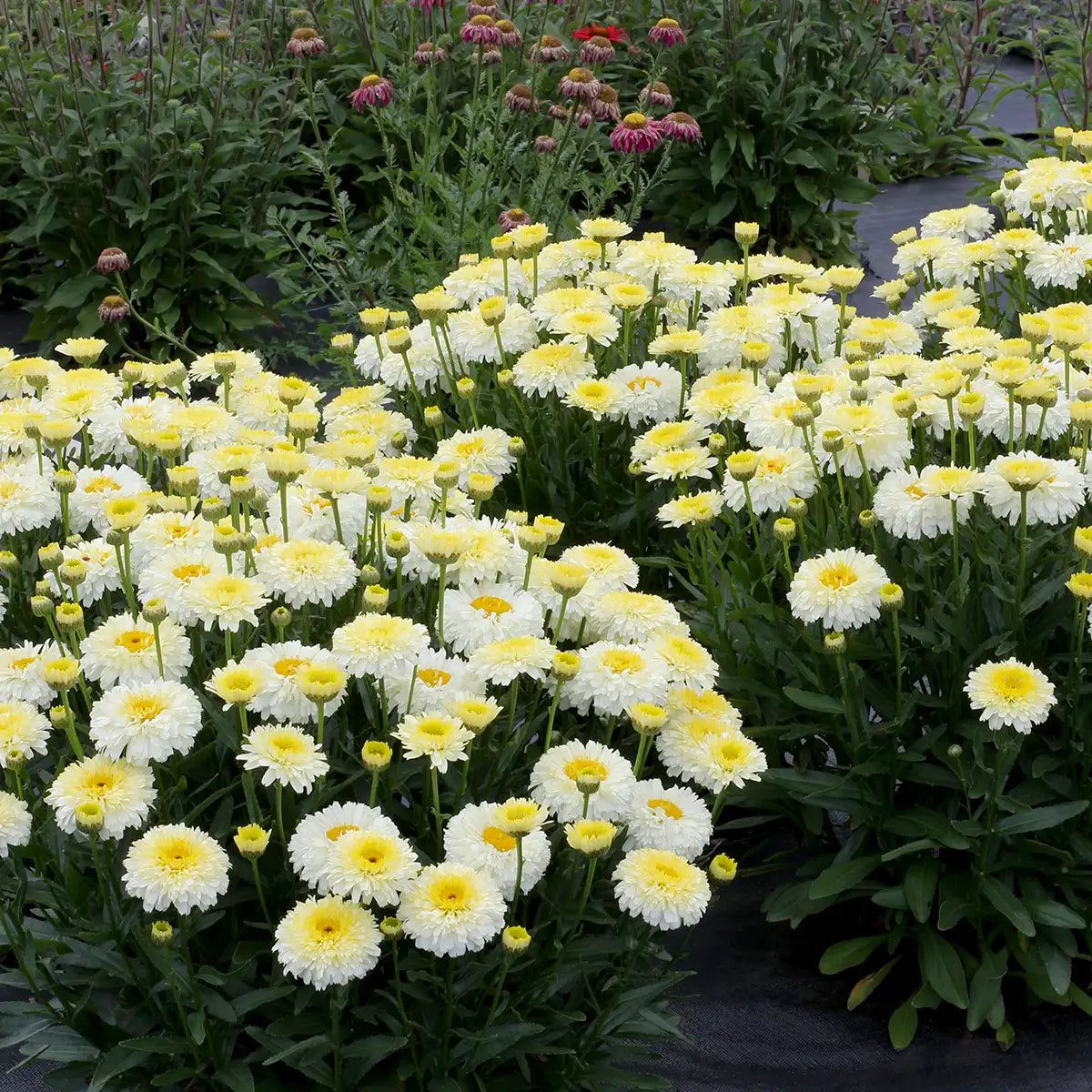 Shasta Daisy 'Lemon Puff'