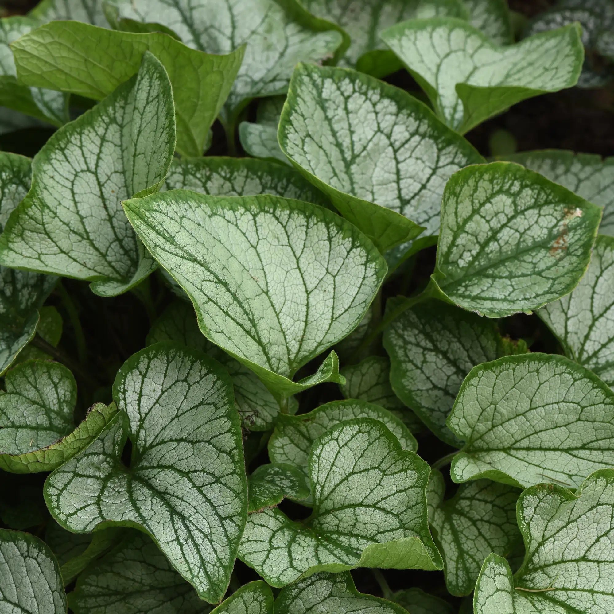Siberian Bugloss 'Frostbite'