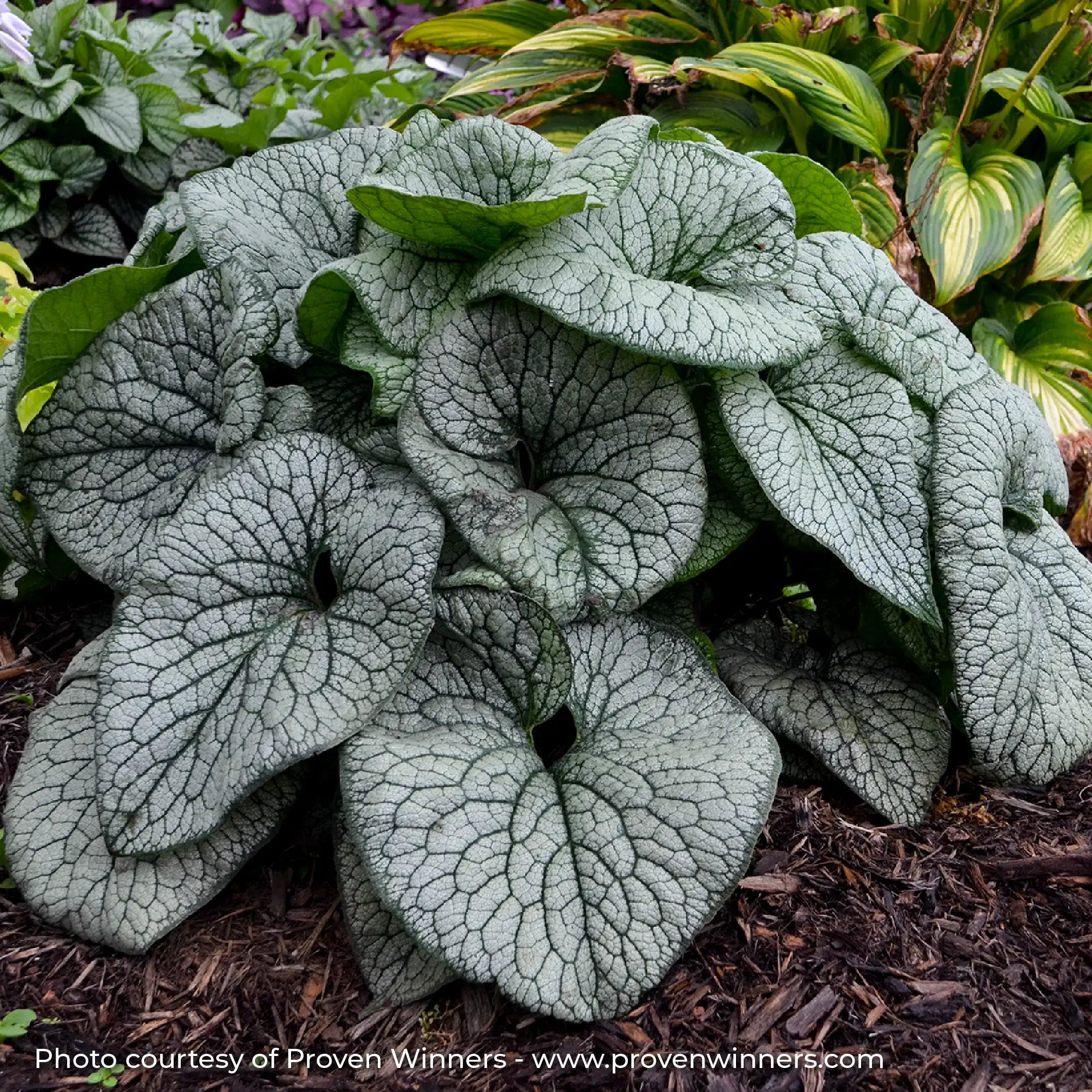 Silver Leaf Siberian Bugloss in a garden