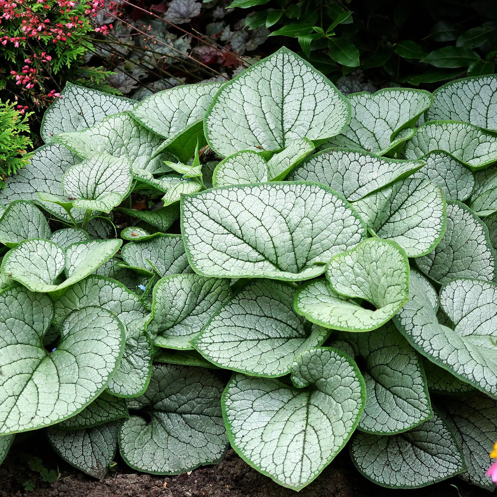 Siberian Bugloss 'Silver Heart'