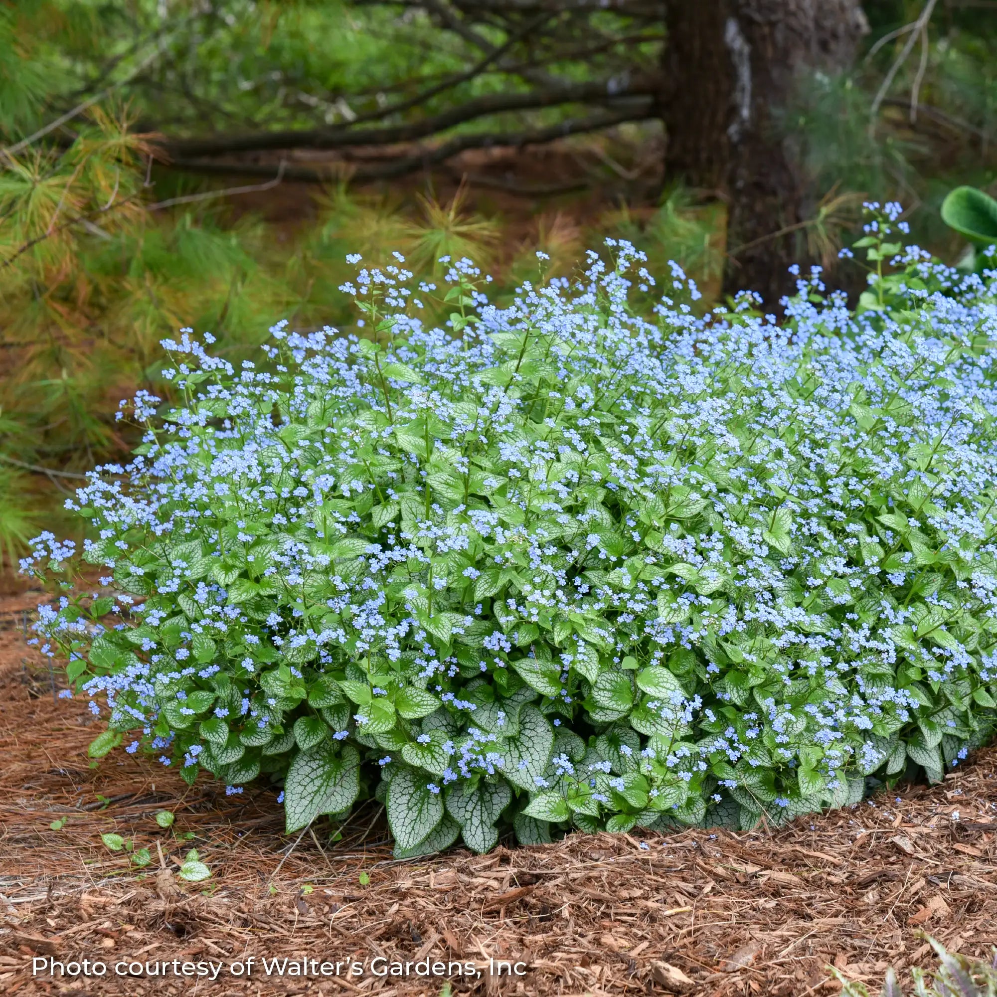Siberian Bugloss 'Sterling Silver'