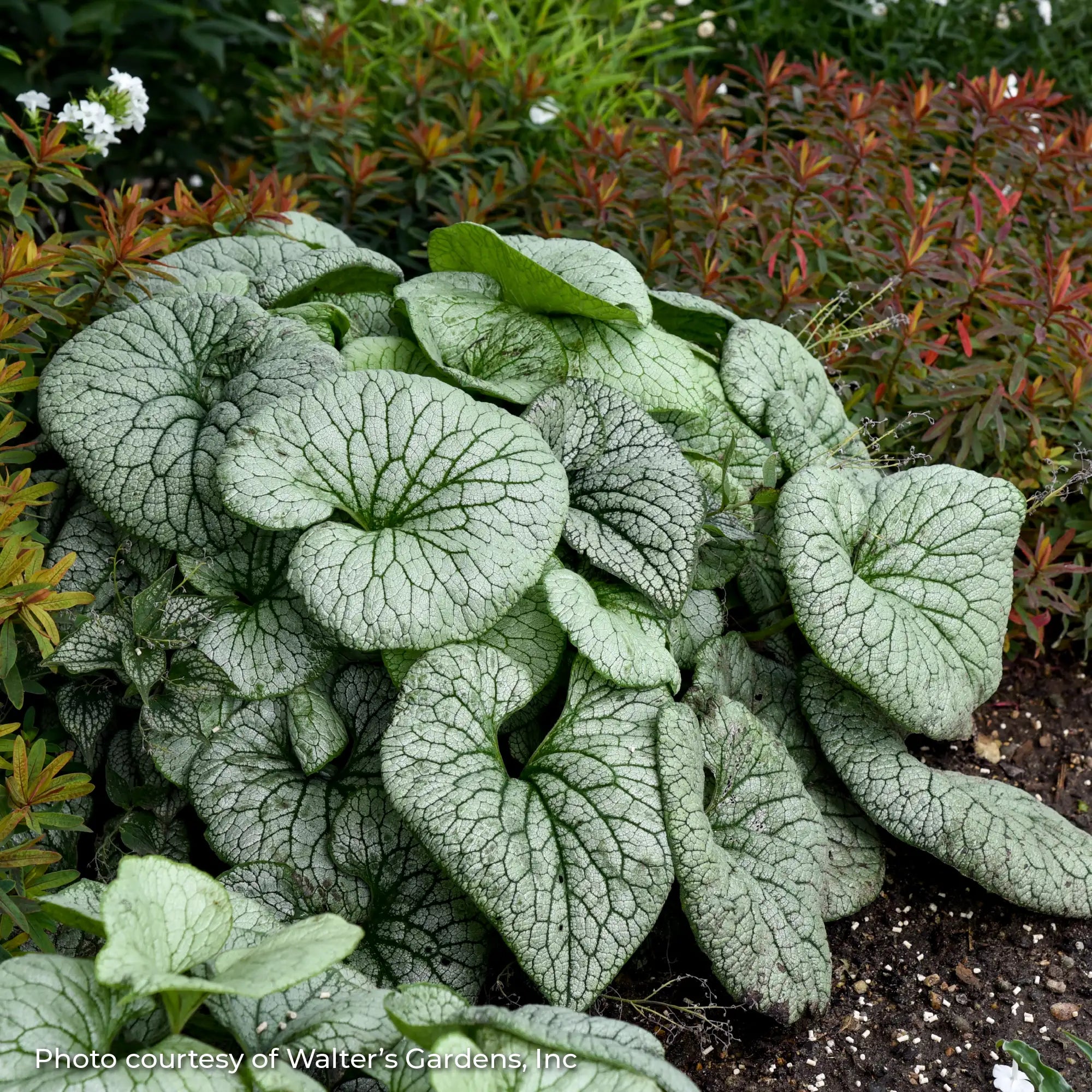 Siberian Bugloss 'Sterling Silver'