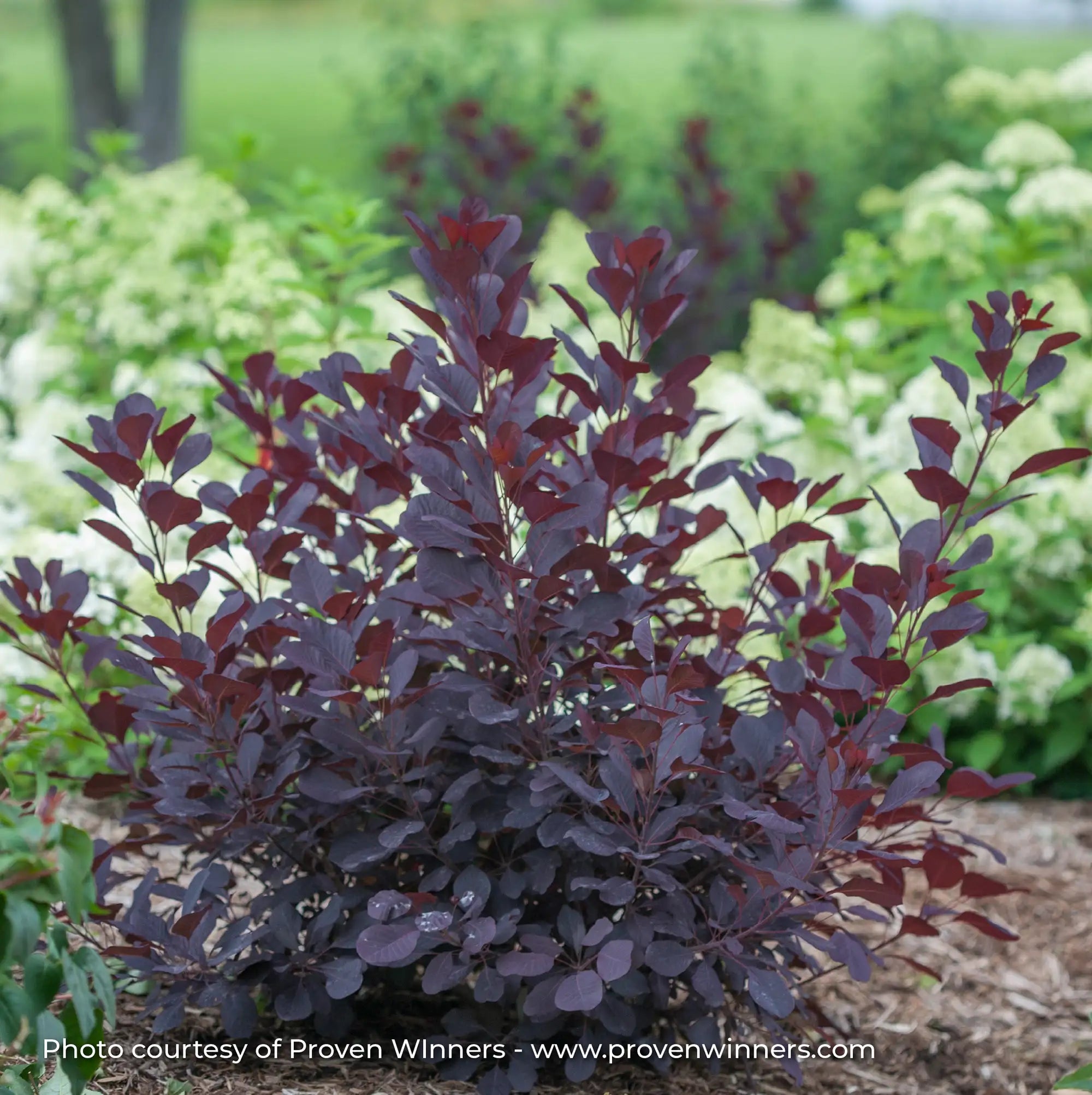 Smokebush 'Winecraft Black®'