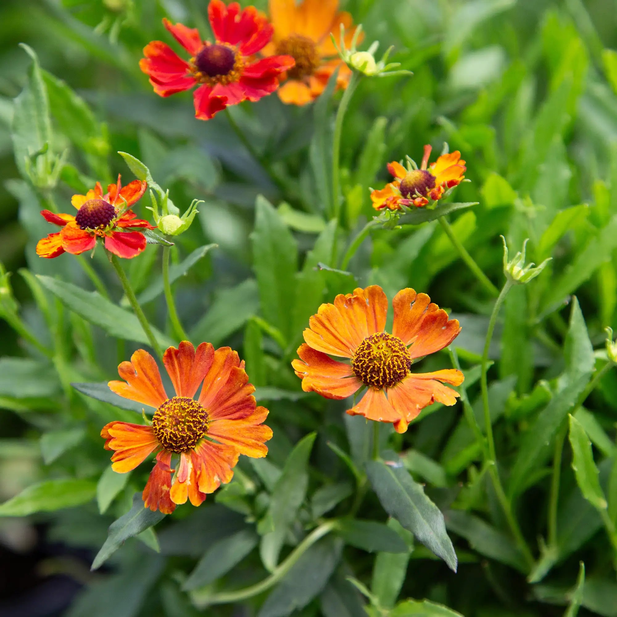 Sneezeweed HayDay™ 'Orange'