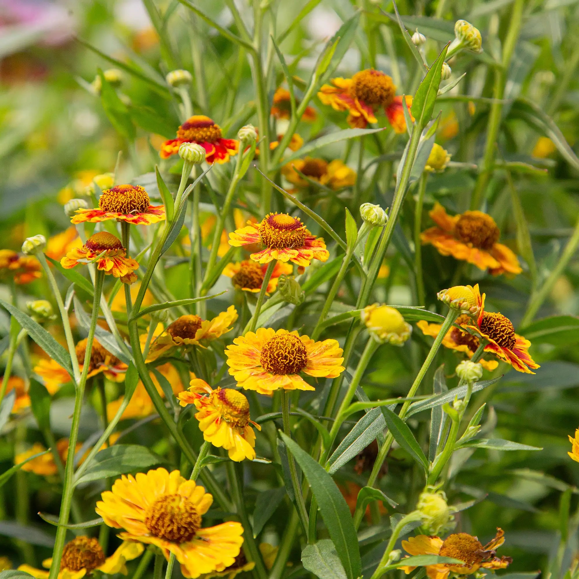 Sneezeweed Salud™ 'Embers'