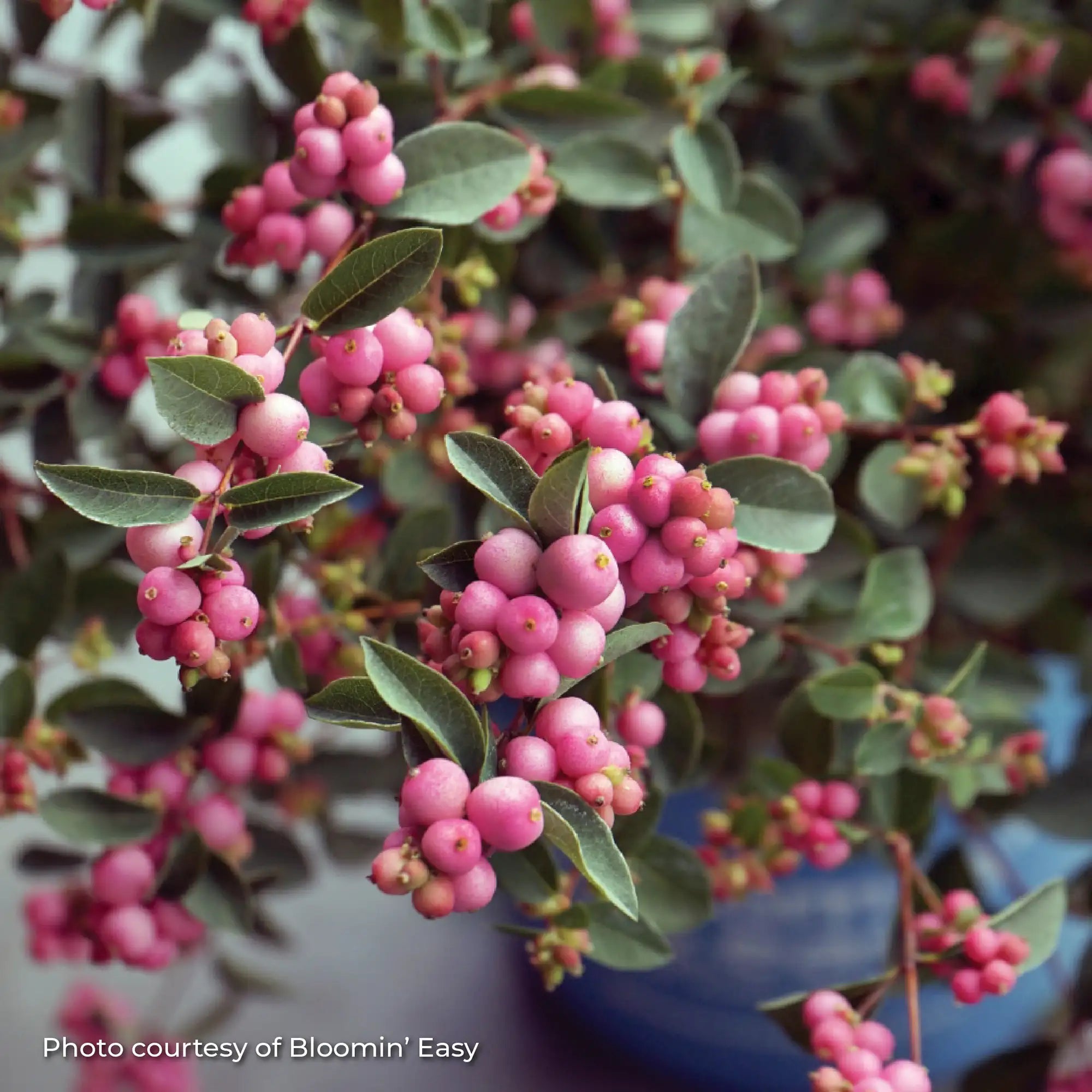 Snowberry 'Pinky Promise®'