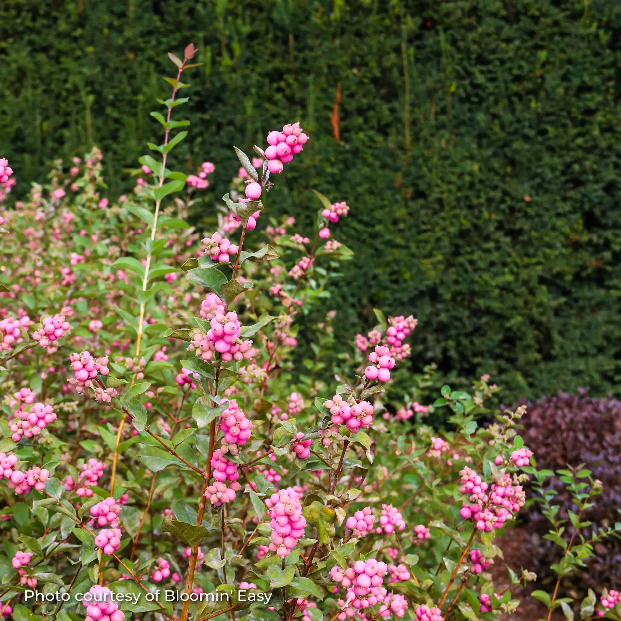 Snowberry 'Pinky Promise®'