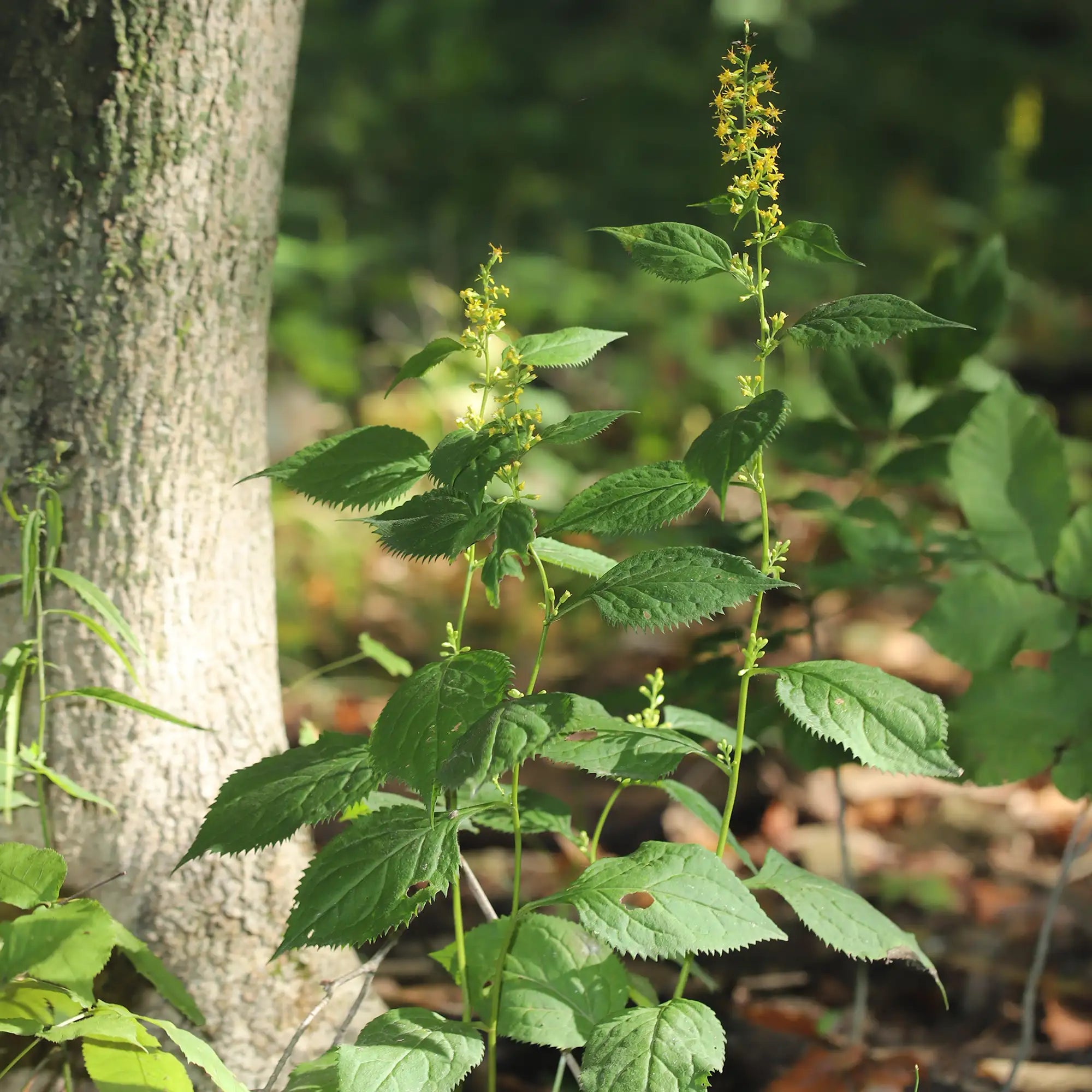 Goldenrod Zigzag