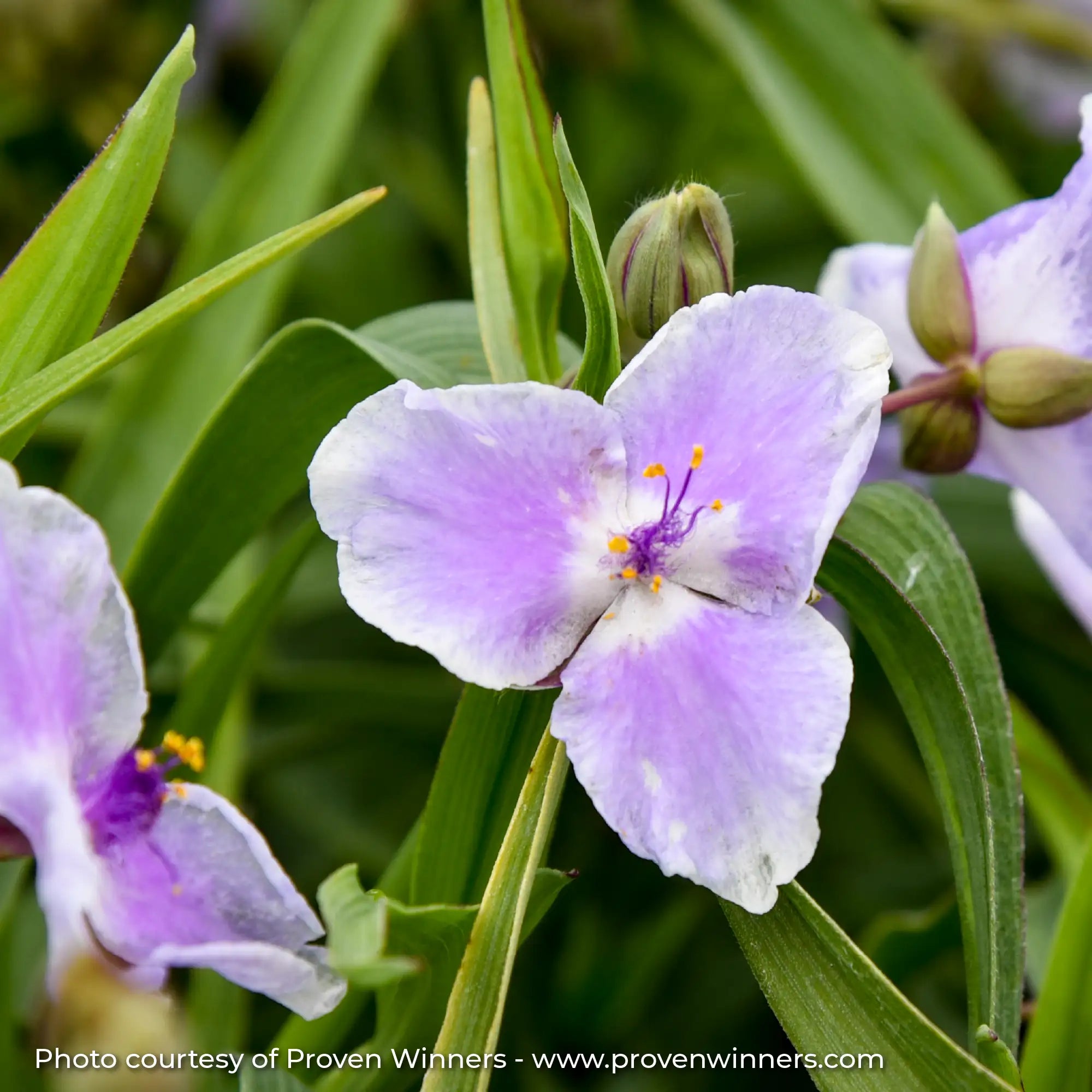 Purple Spiderwort in a garden