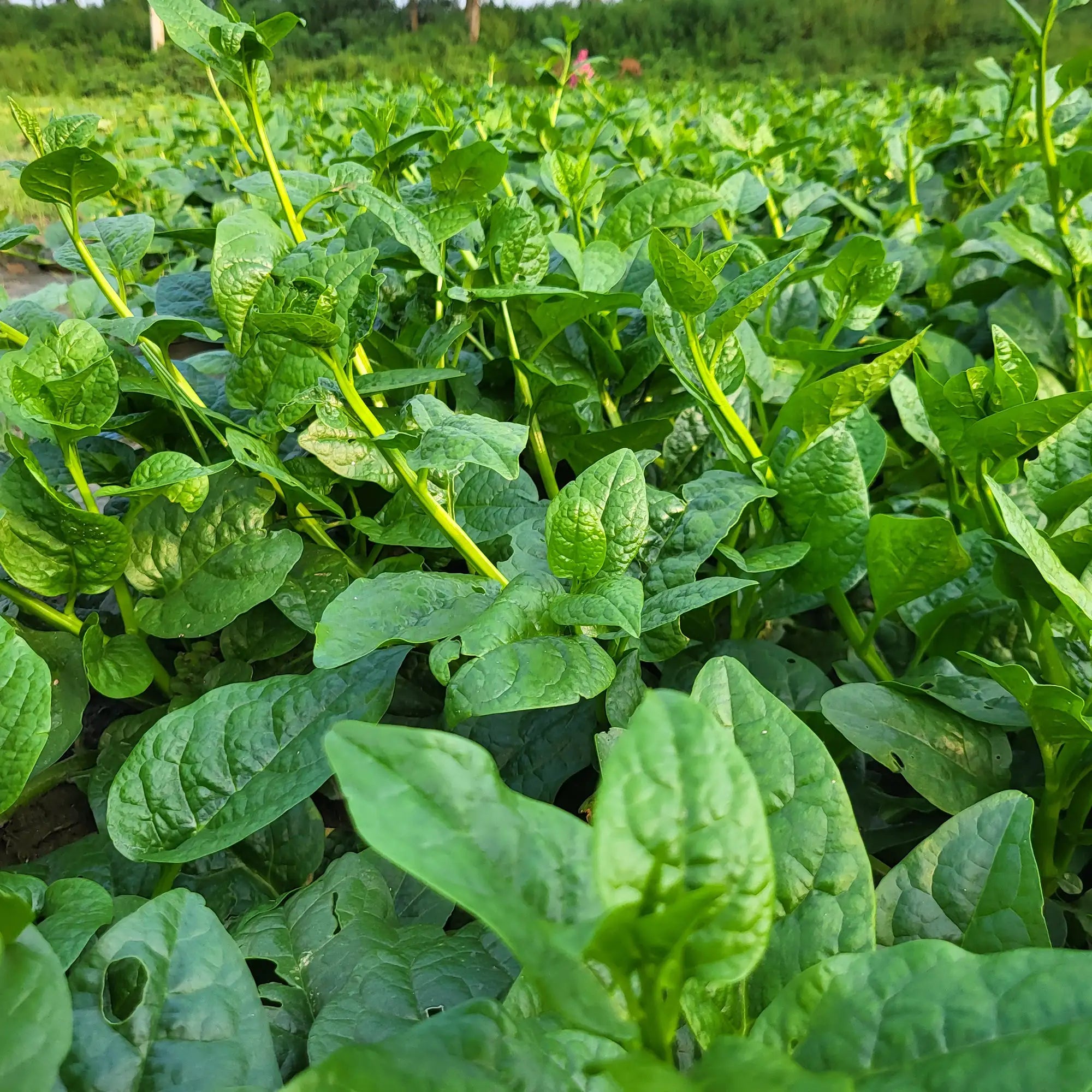 Spinach Malabar