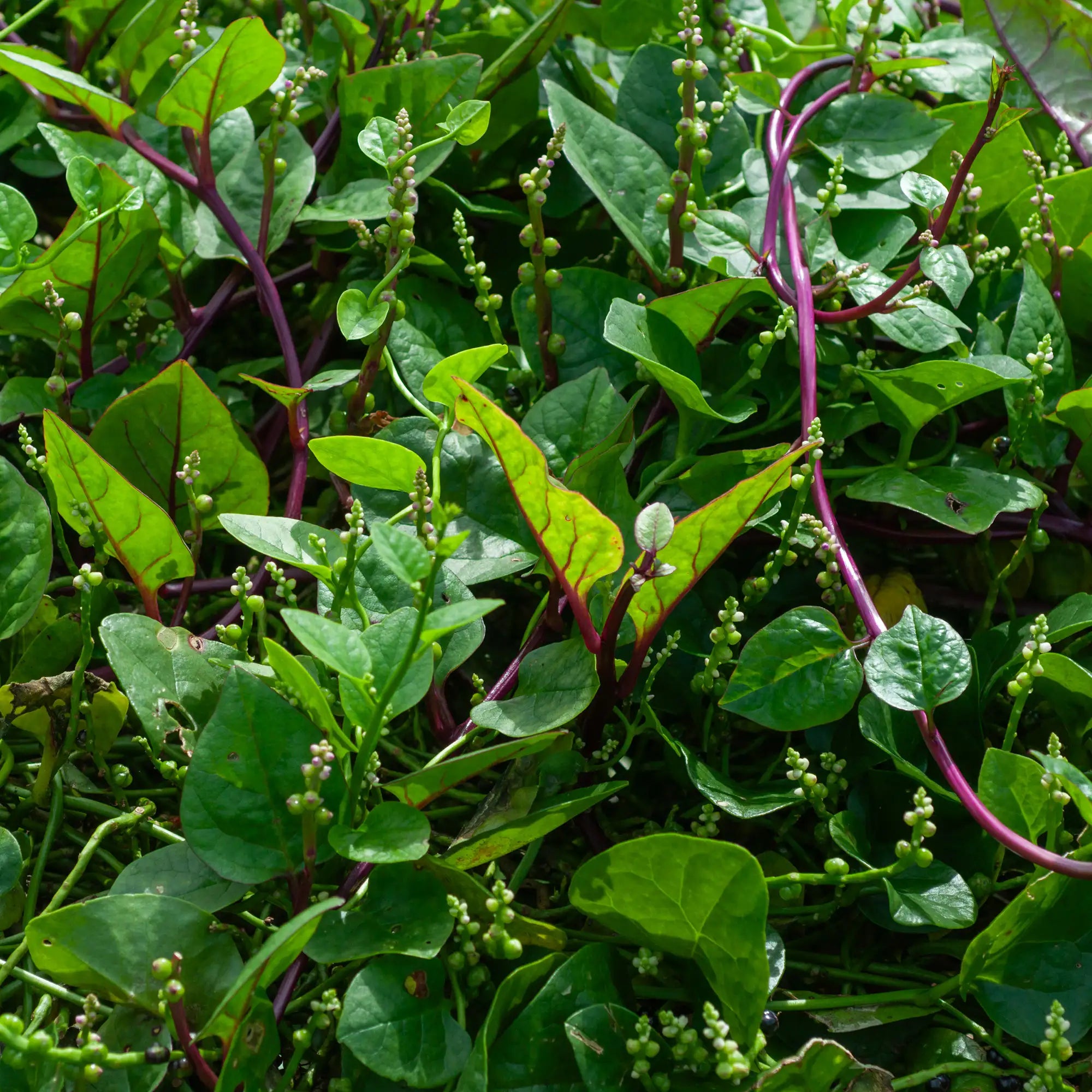 Spinach Malabar Red