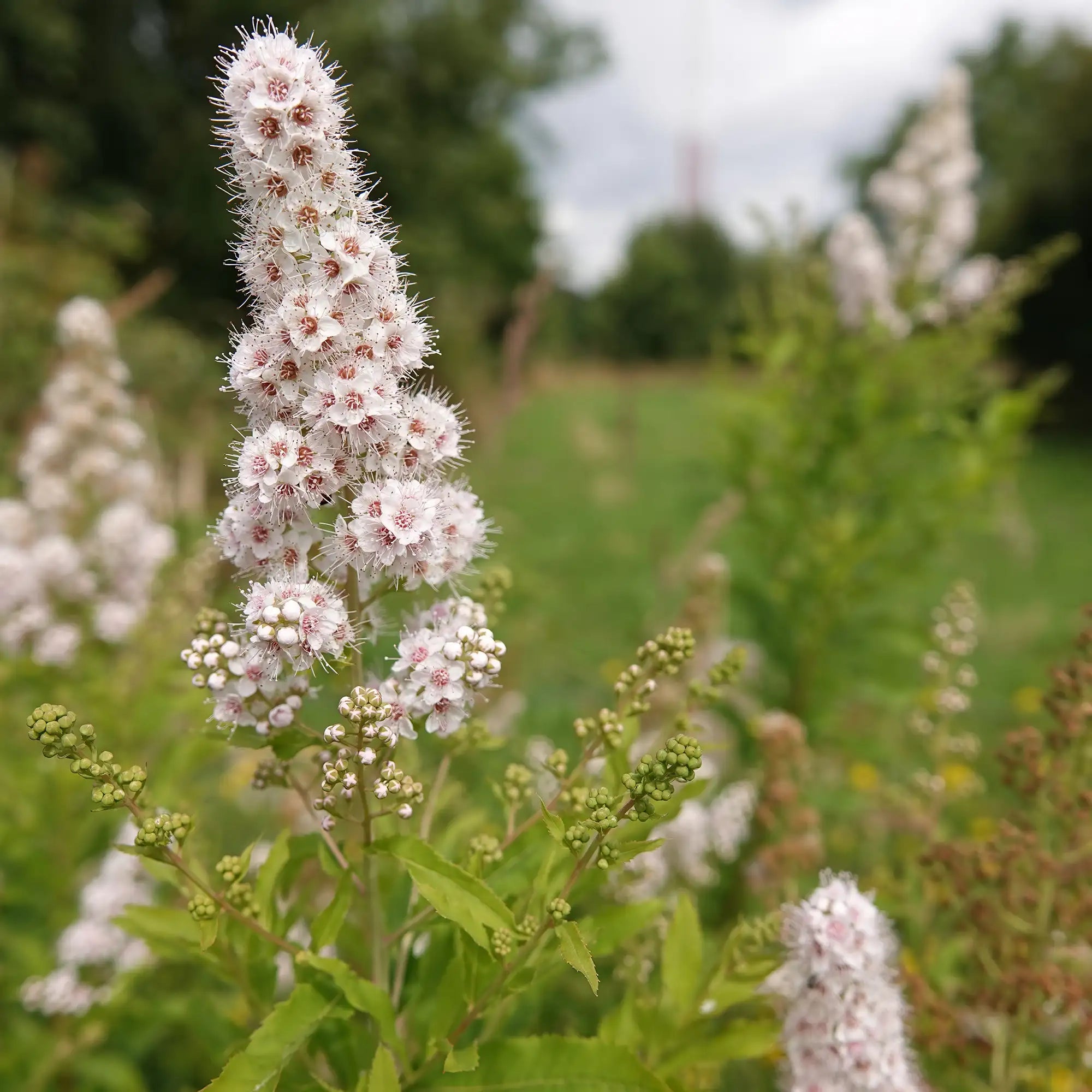White Meadowsweet
