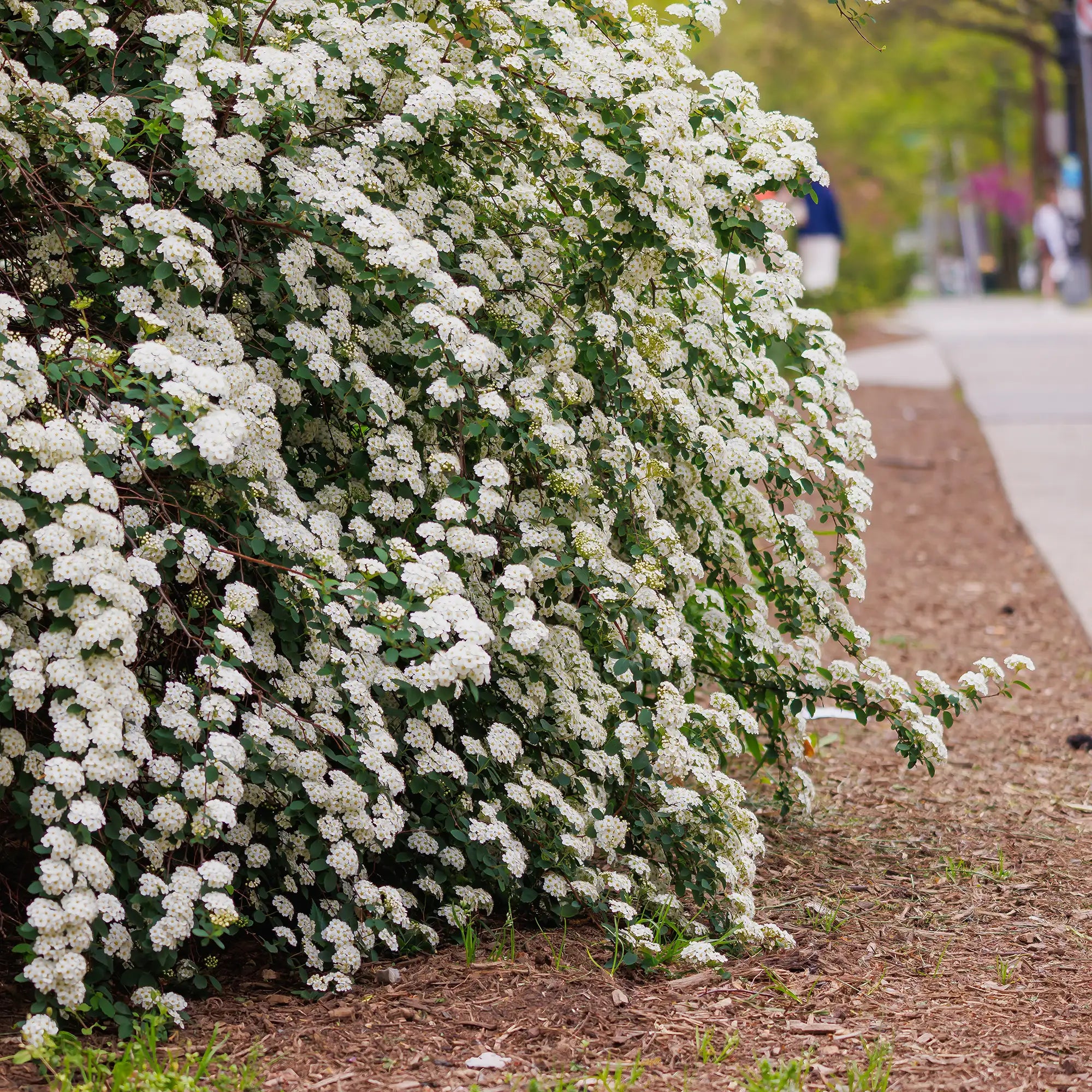Spirea 'Bridal Wreath'