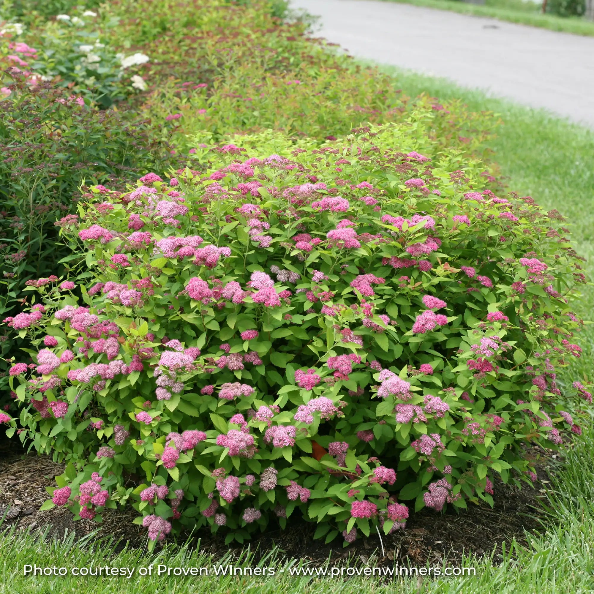 Spirea Double Play 'Big Bang®'