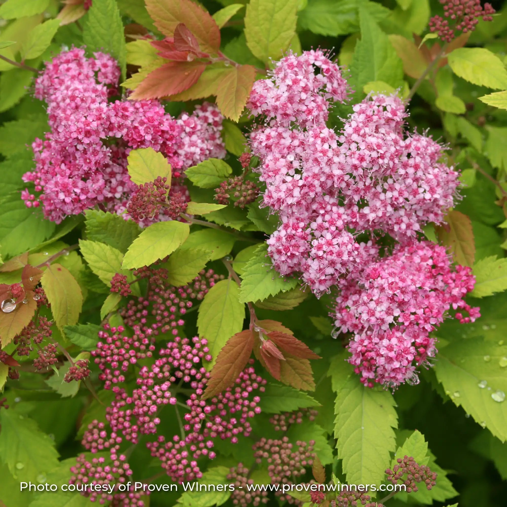 Spirea Double Play 'Big Bang®'