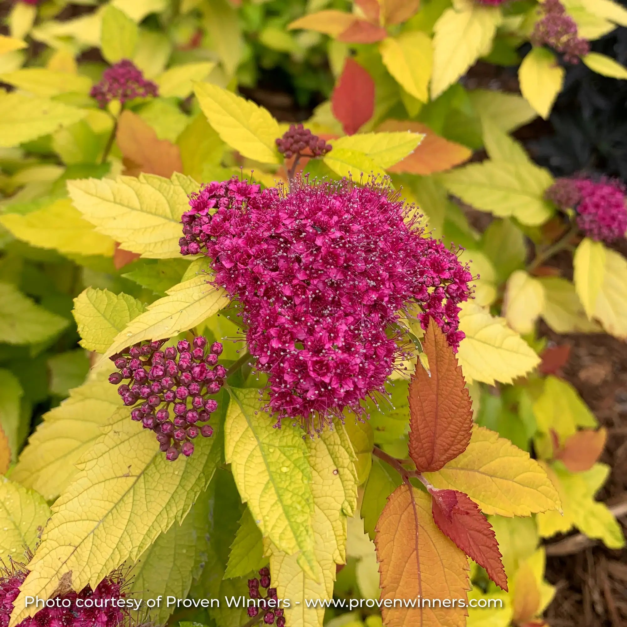 Spirea Double Play® 'Candy Corn®'