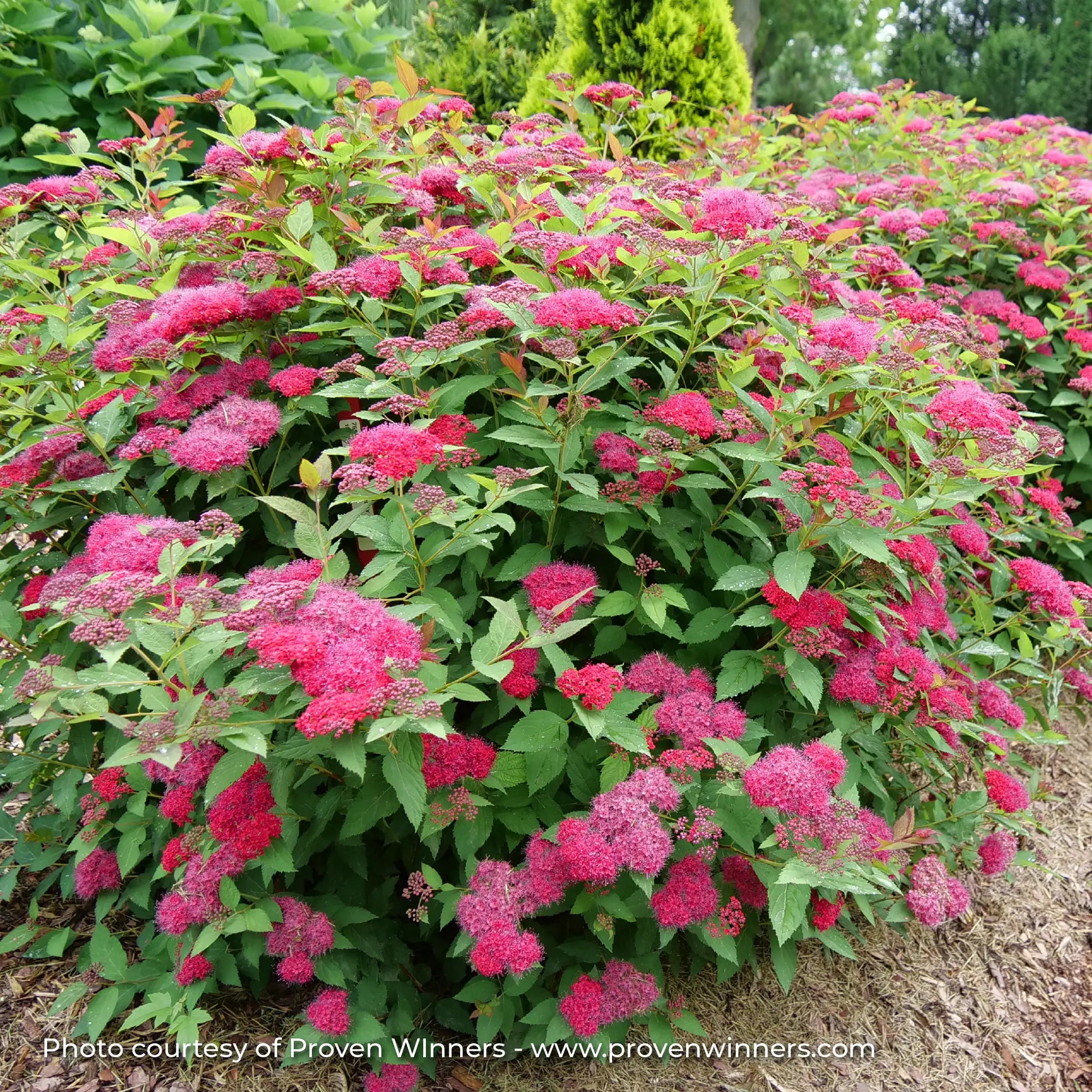 Spirea Double Play 'Doozie®'