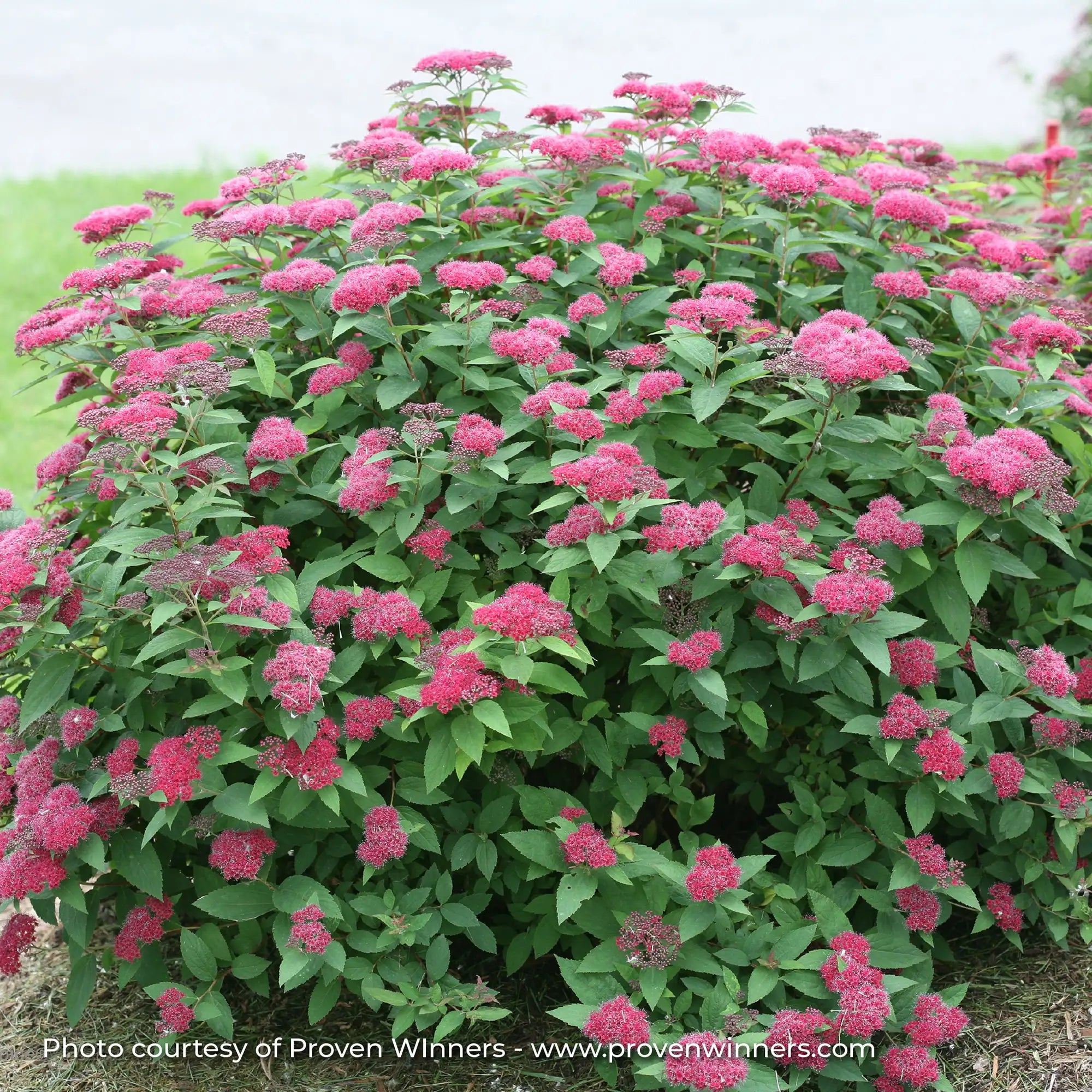 Spirea Double Play® 'Red'