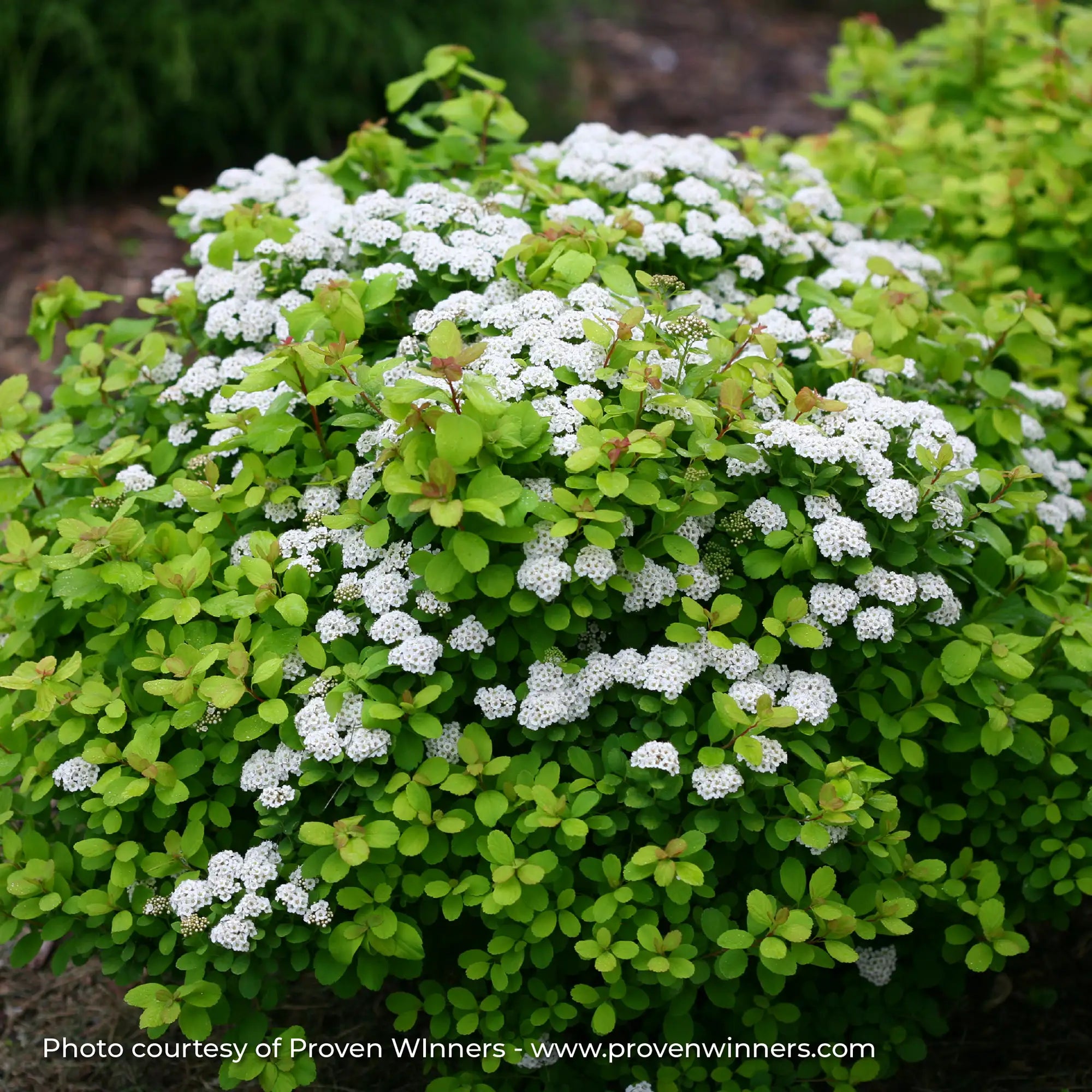 Spirea 'Glow Girl®'