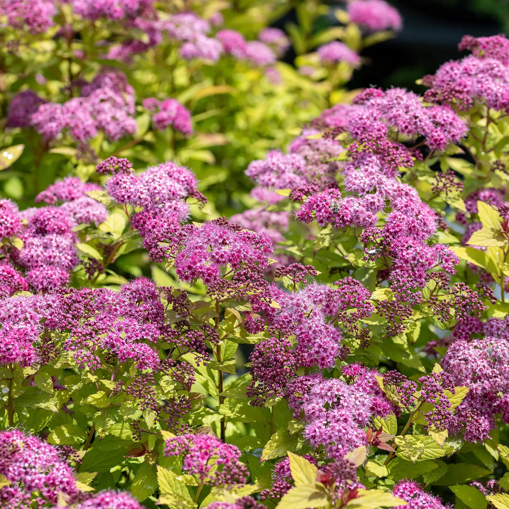 Spirea 'Magic Carpet'