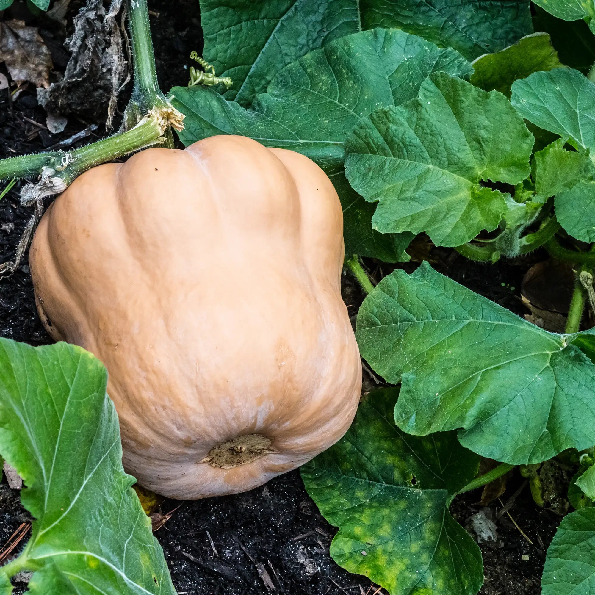 Squash 'Autumn Frost'