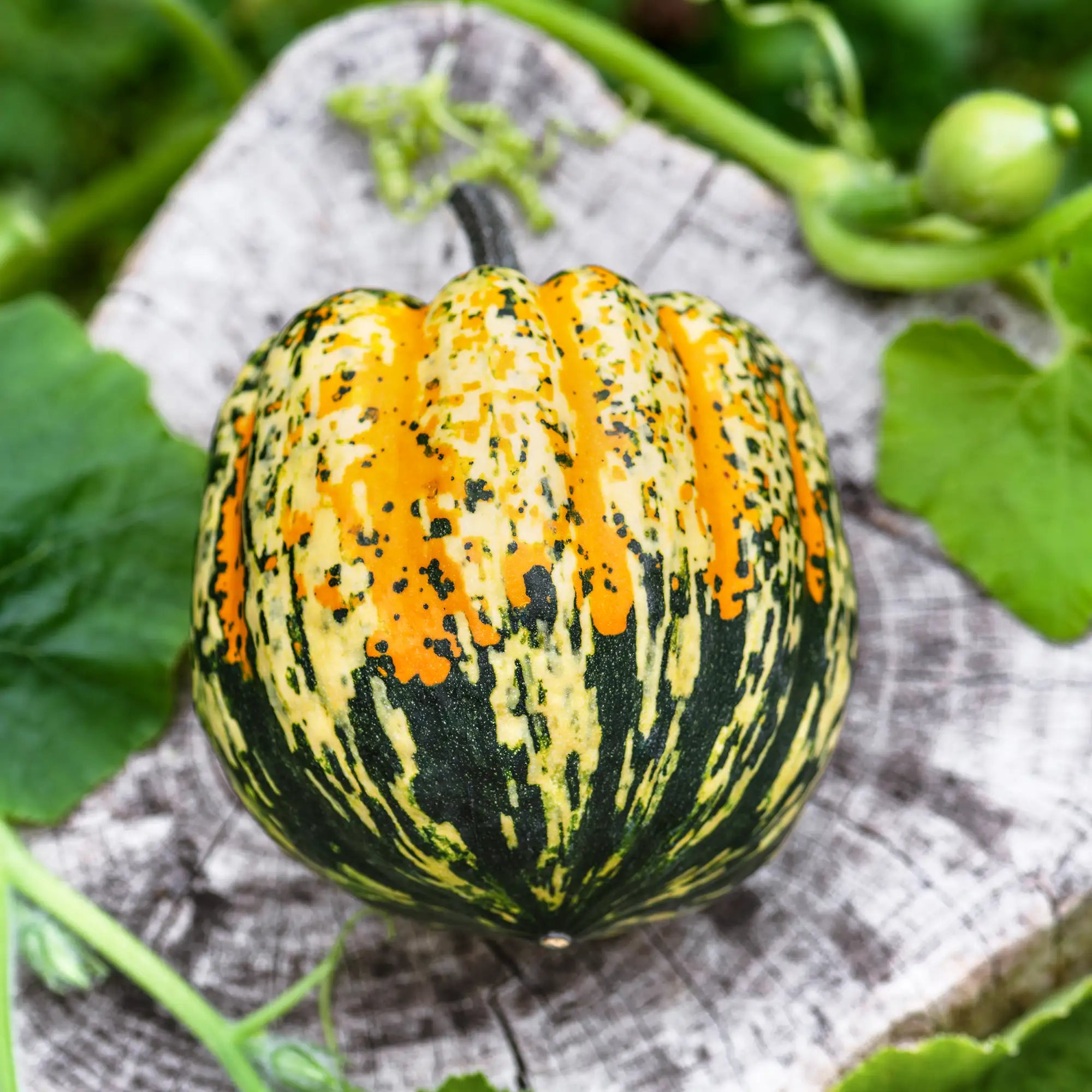 Squash 'Carnival'