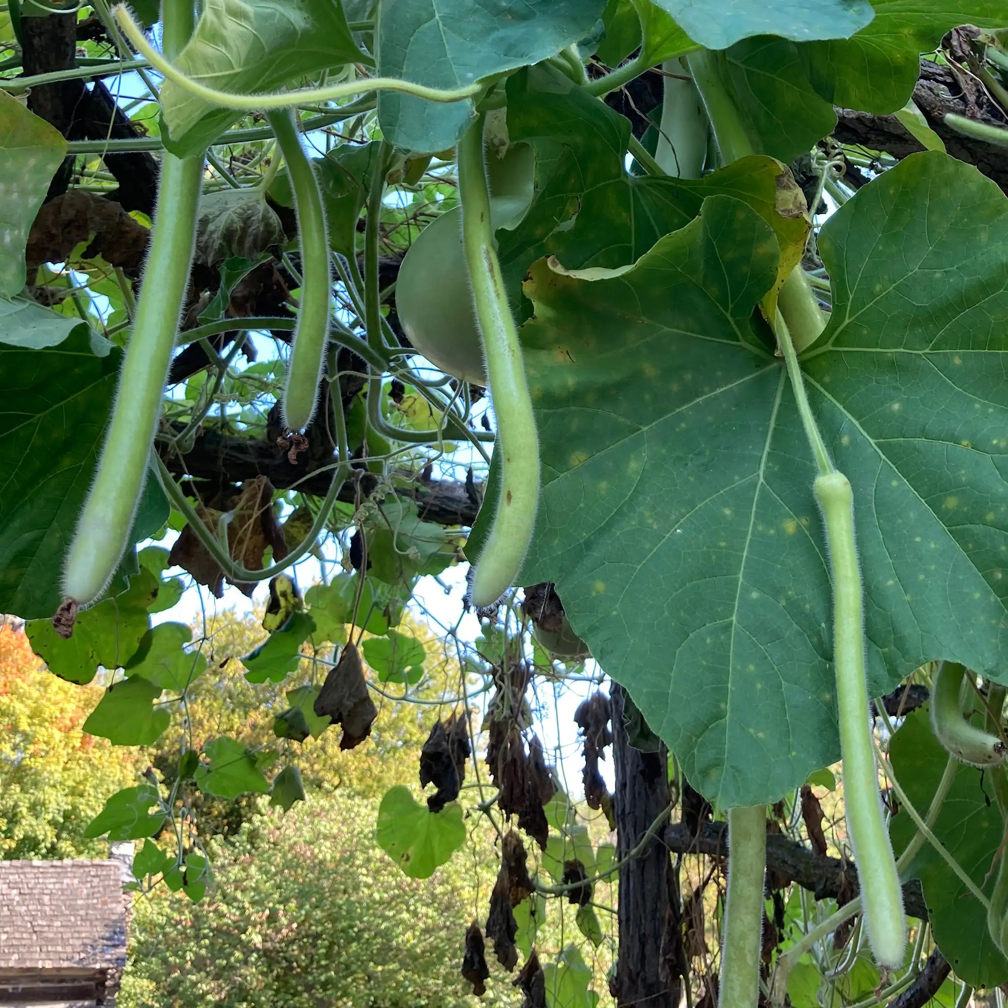 Squash Cucuzzi/Cucuzza