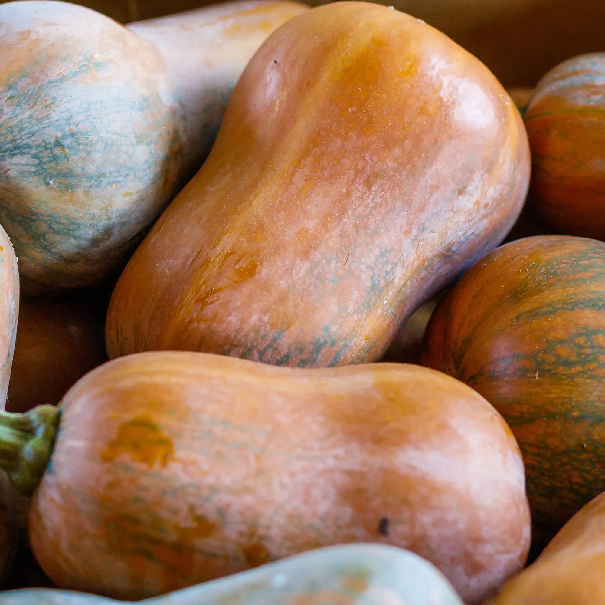 Squash 'Honeynut'