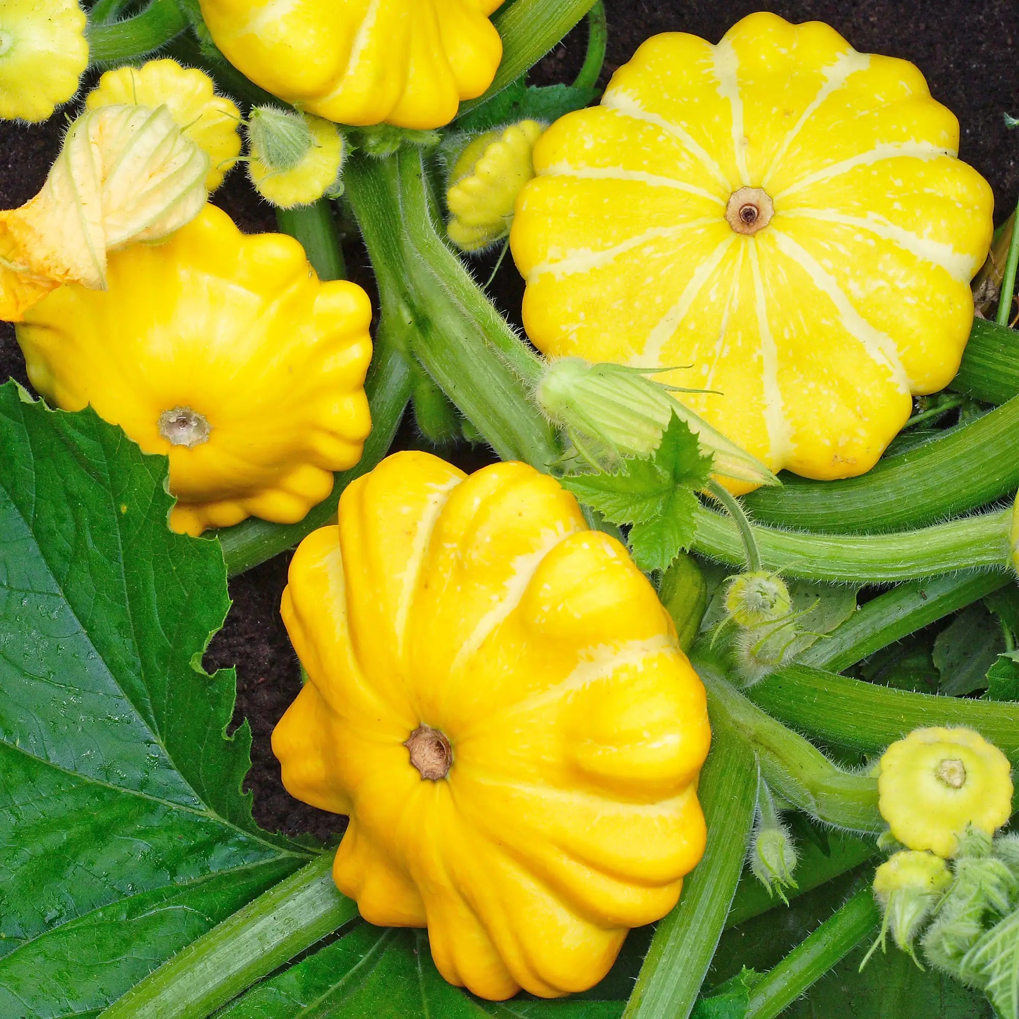 Squash Patty Pan