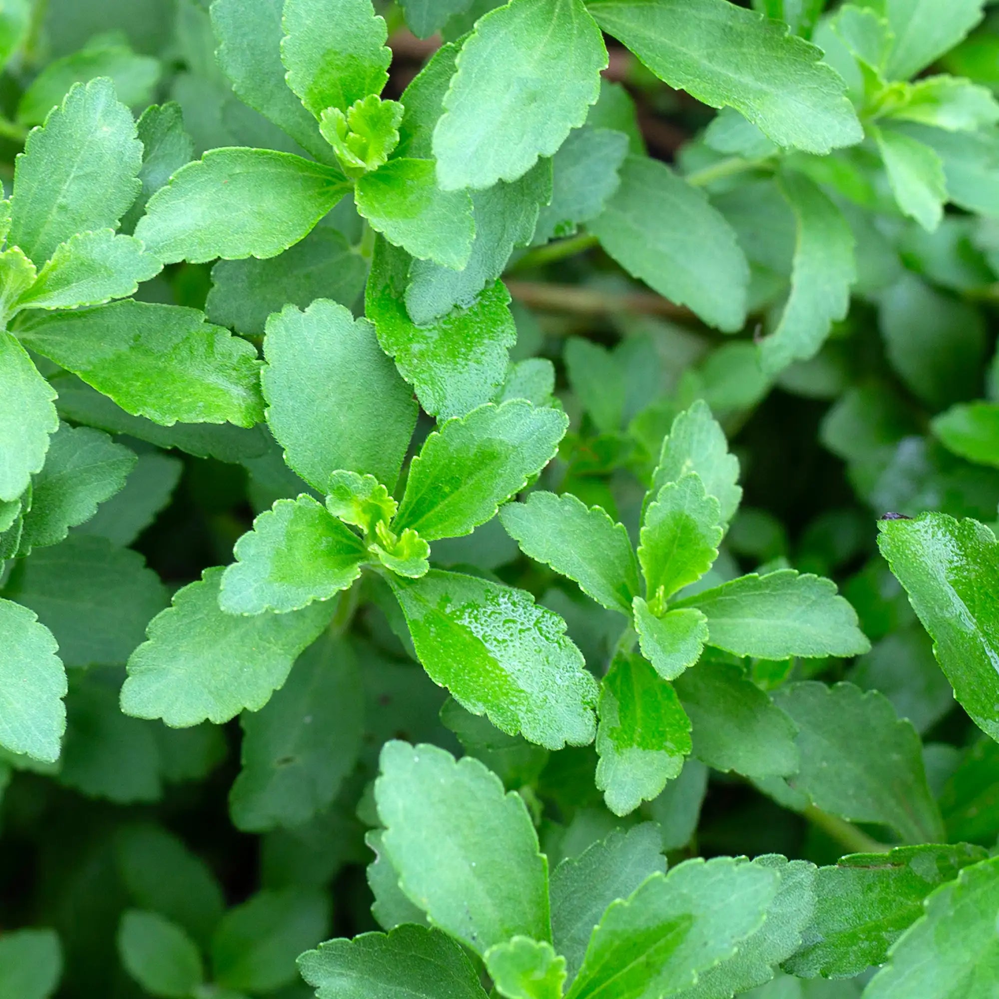 Close-up of green stevia leaves on plant