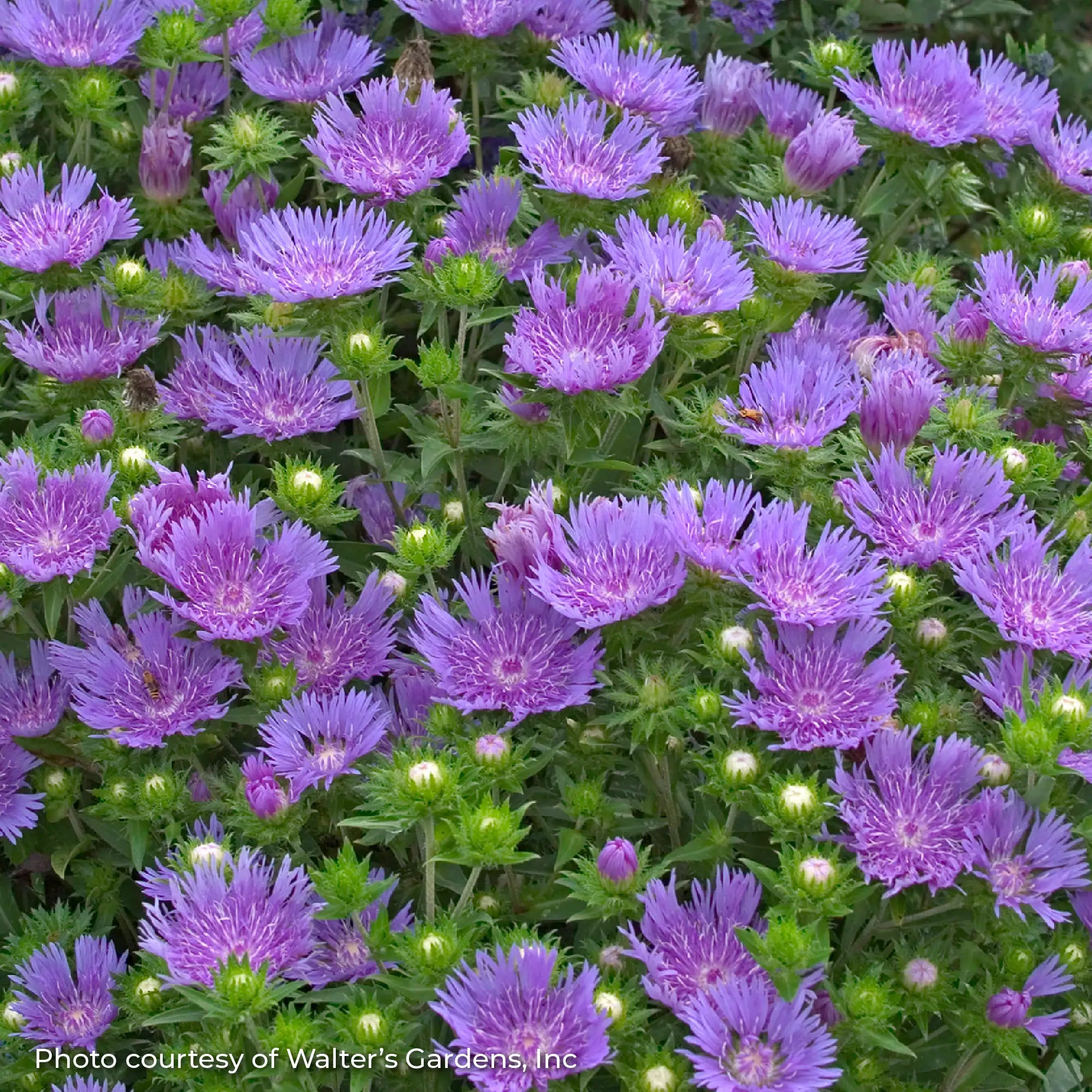 Stokes Aster 'Peachie's Pick'