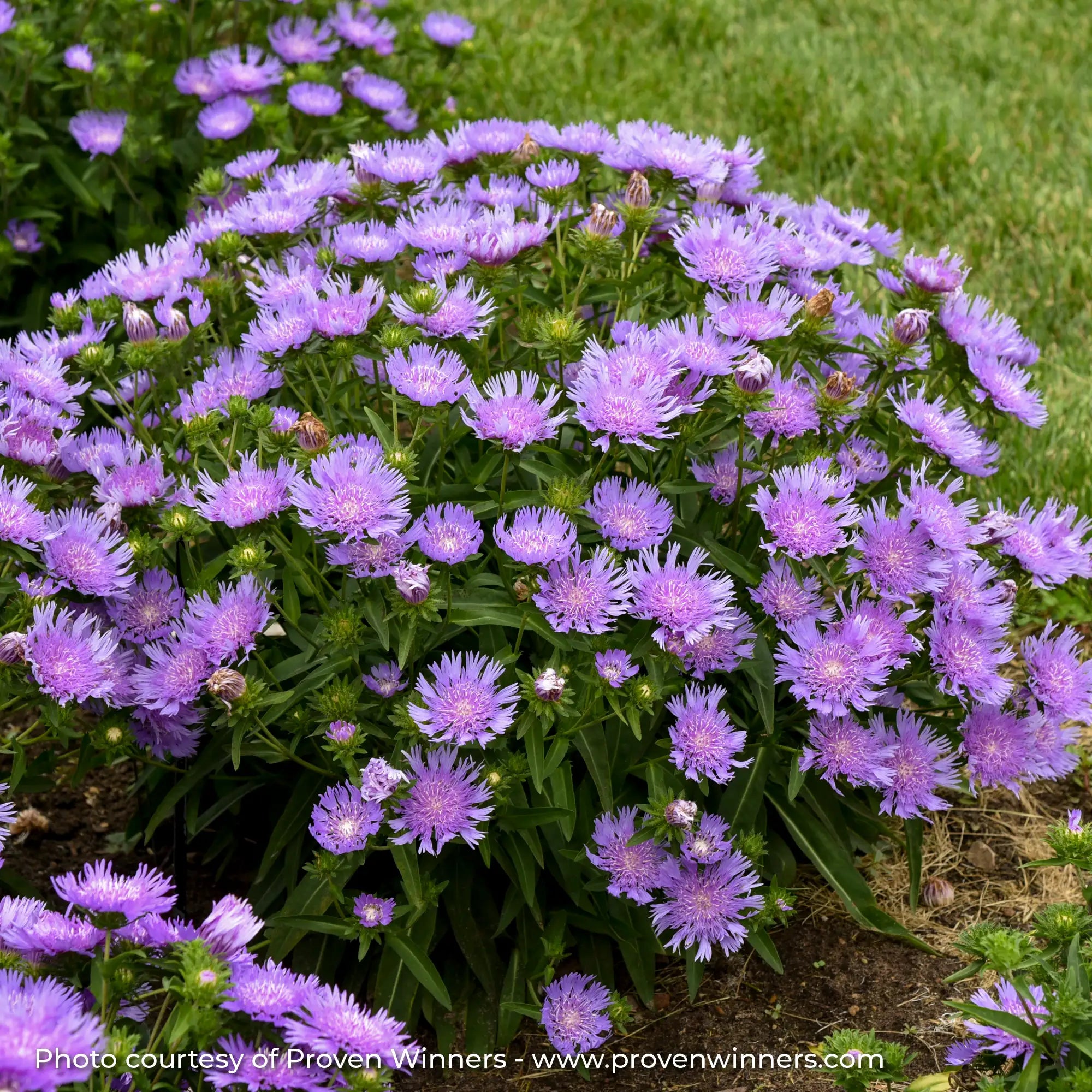 Purple Stokes Aster in a garden