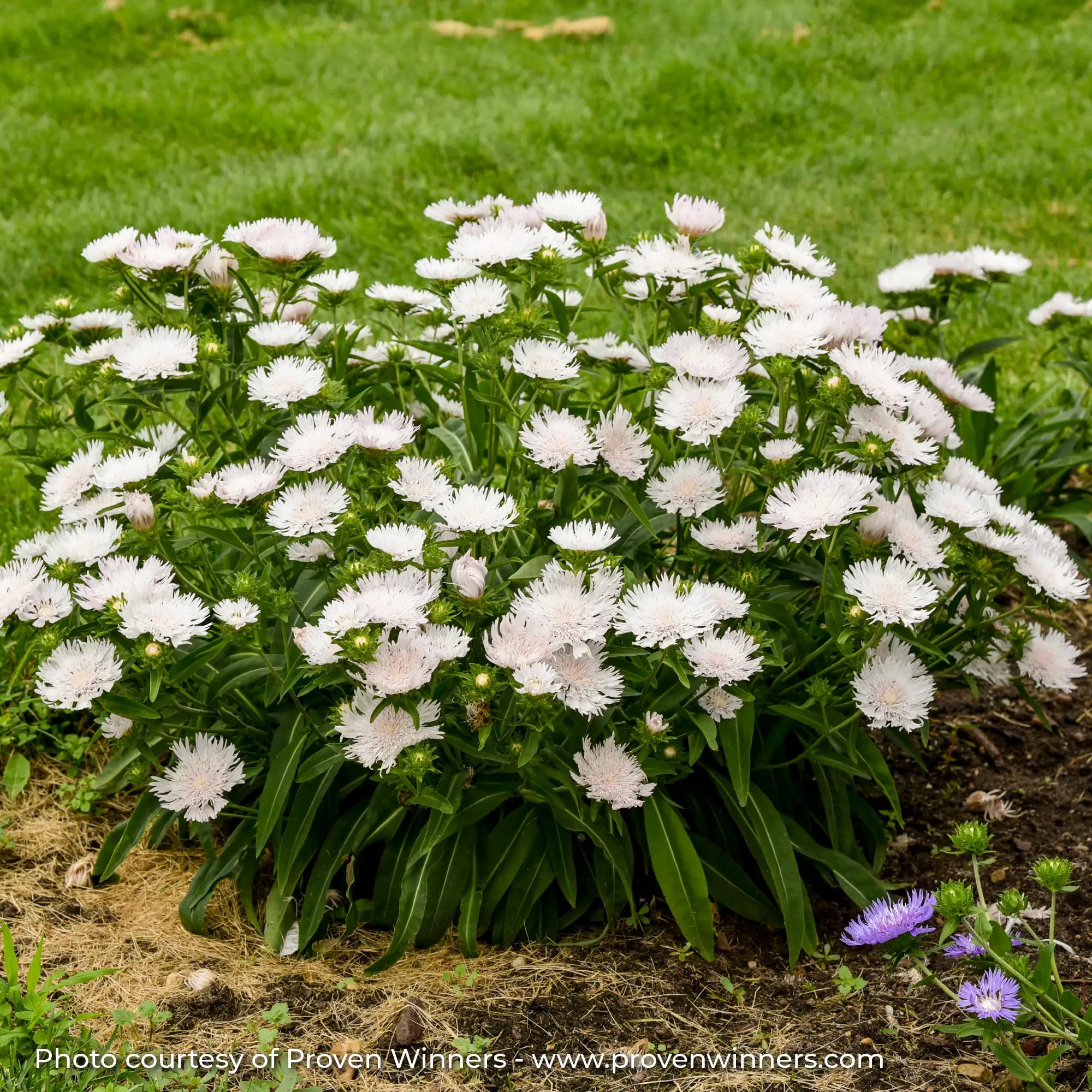 White Stokes Aster in a garden