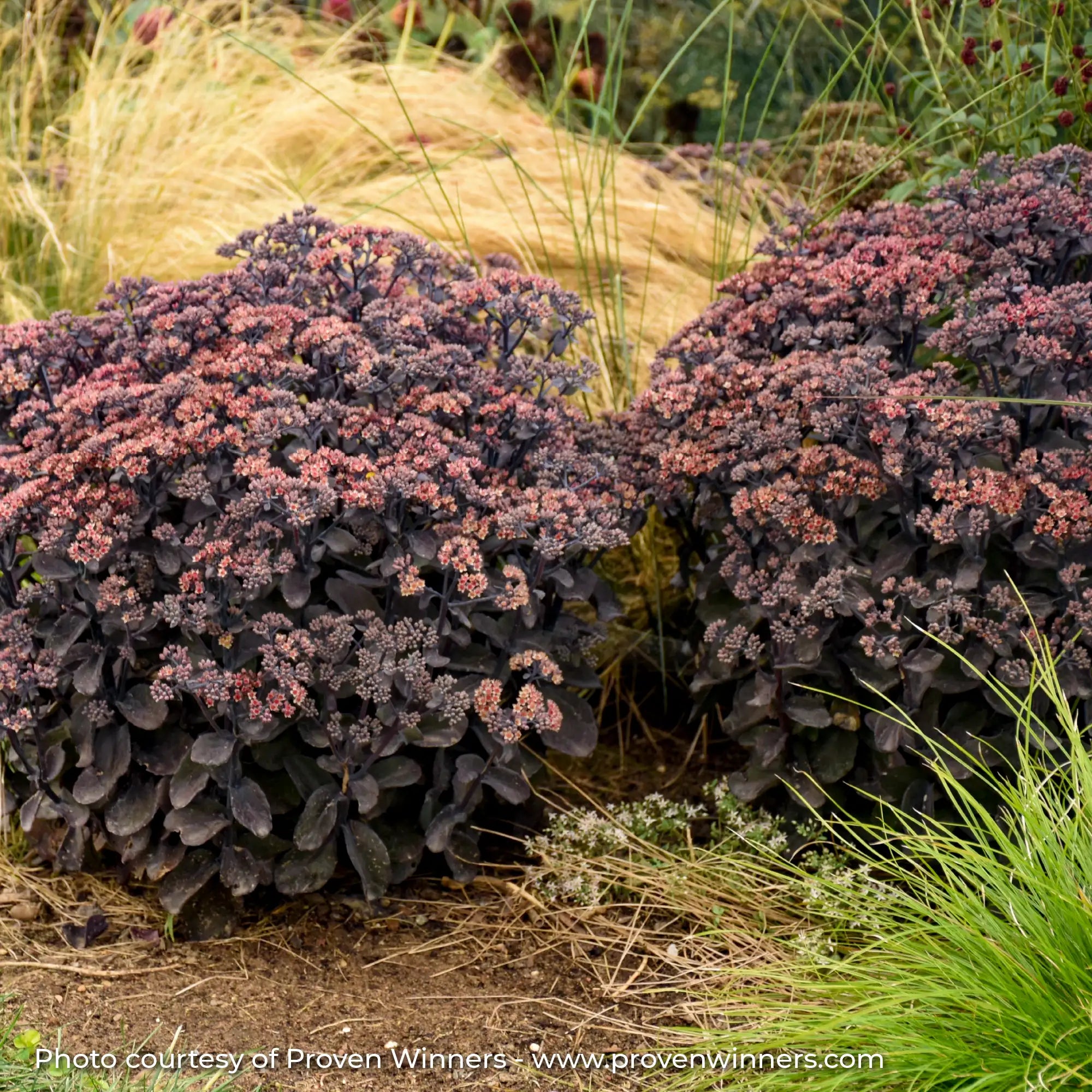 Stonecrop with Black foliage and Red flowers in a garden