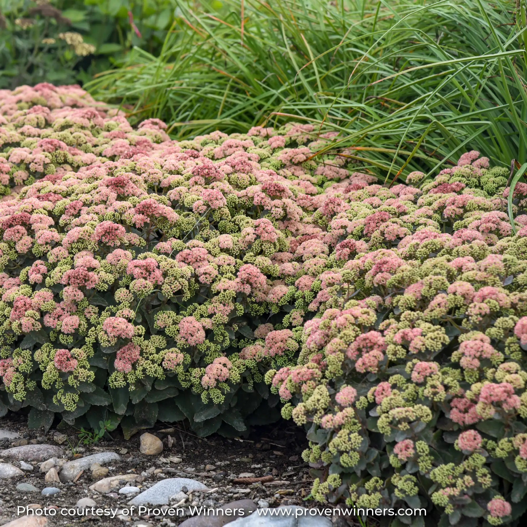 Pink and Green flowering Stonecrop in a garden