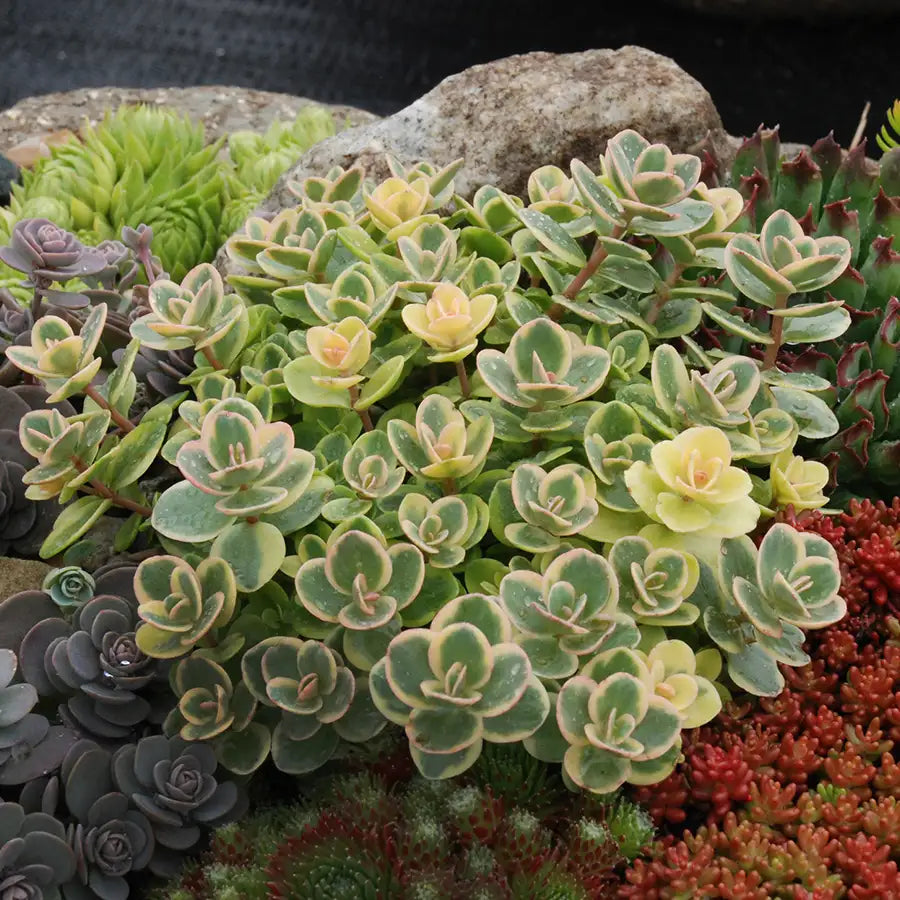 Stonecrop Groundcover SunSparkler® 'Lime Twister'