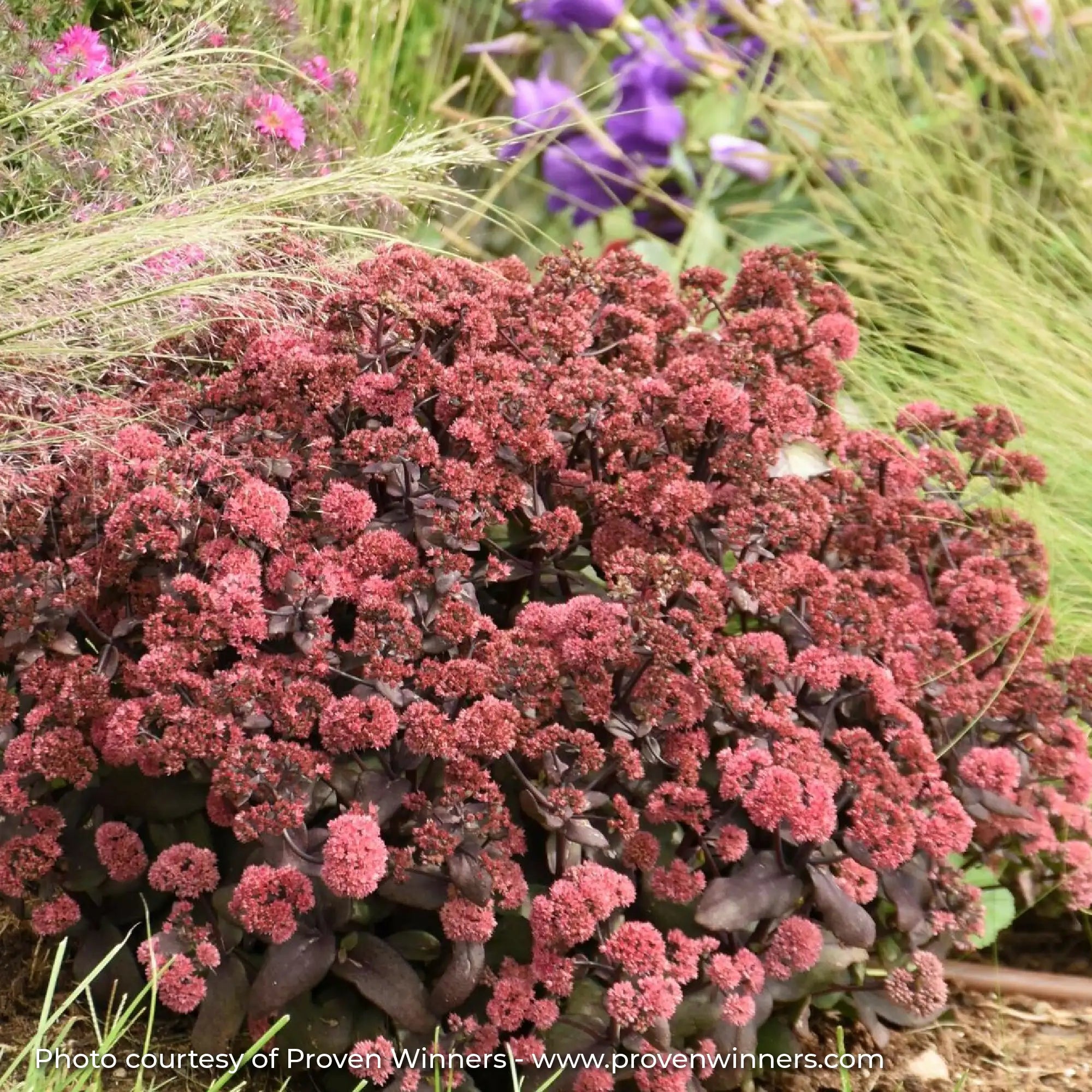Stonecrop with Burgundy foliage and Red flowers in a garden