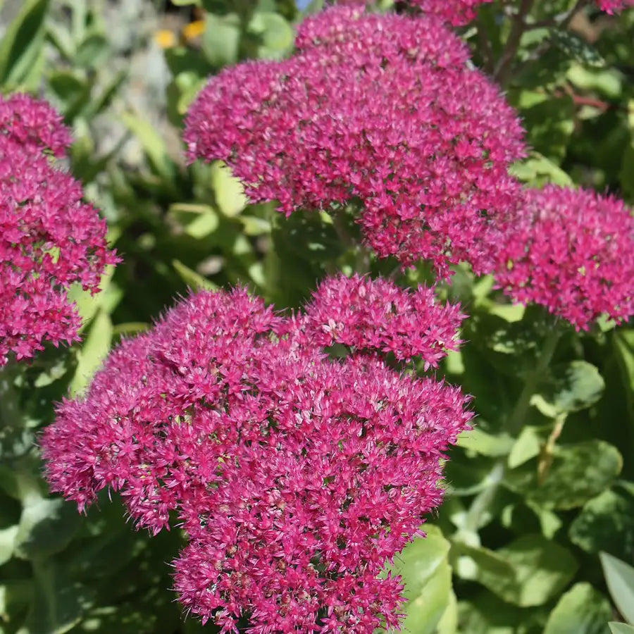Stonecrop 'Neon'