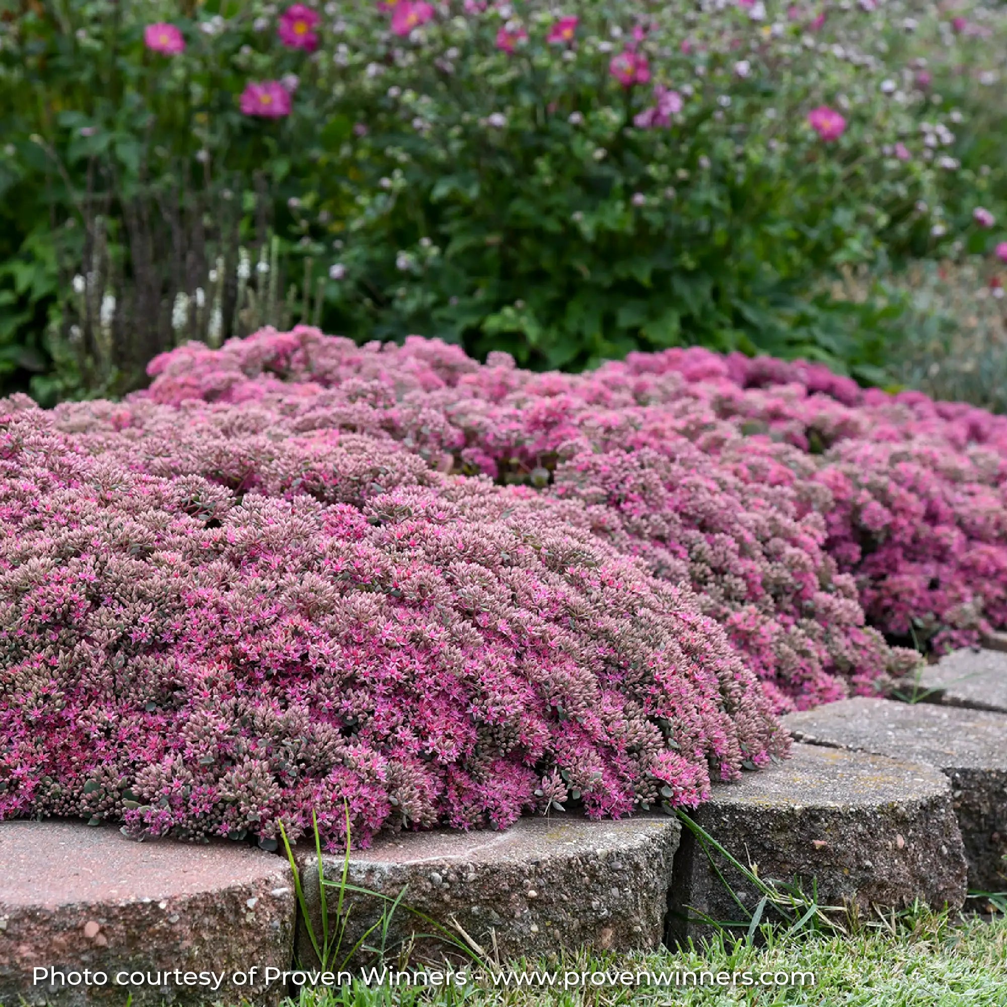 Pink Stonecrop in a garden