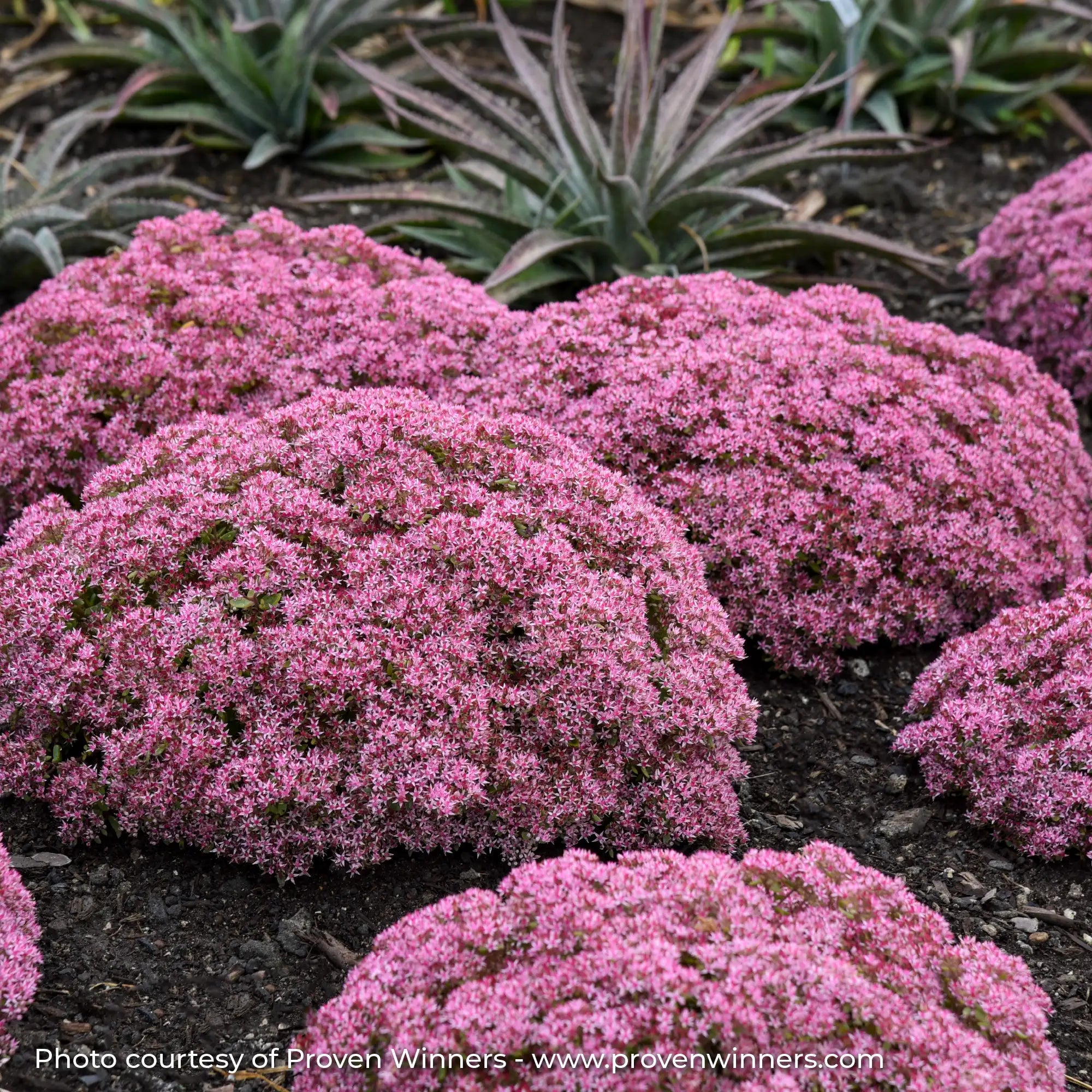 Stonecrop Rock 'N Round® 'Pride and Joy' – Vandermeer Nursery Ltd