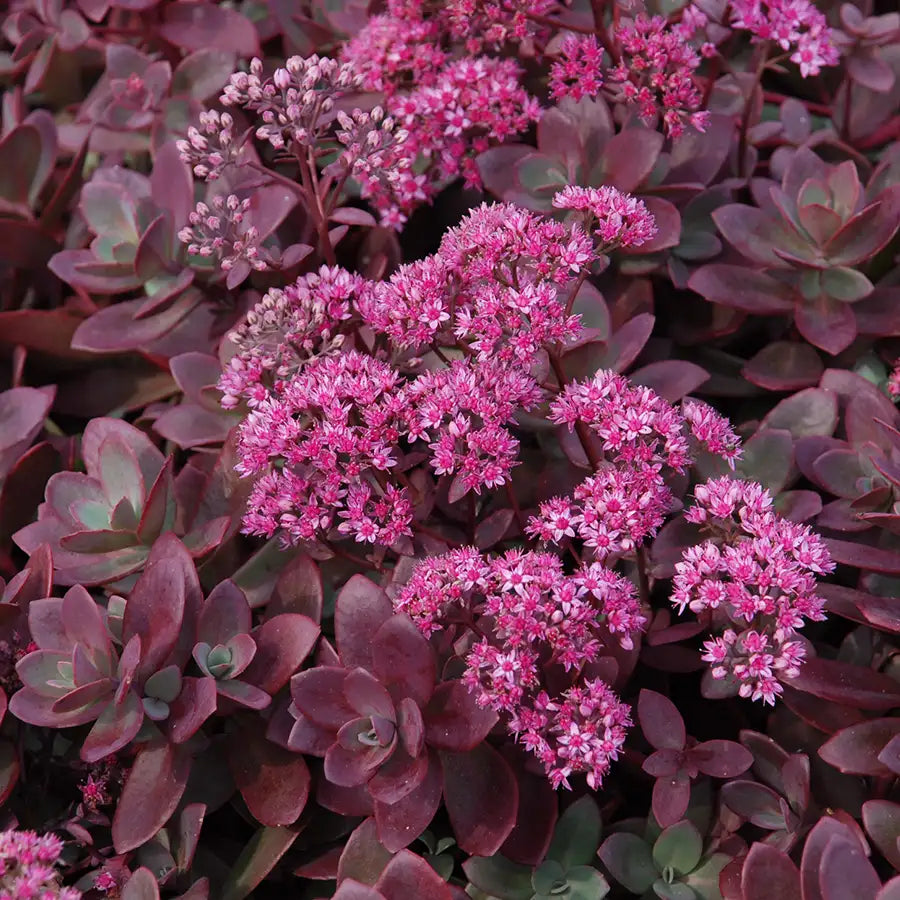 Stonecrop Groundcover SunSparkler® 'Firecracker'