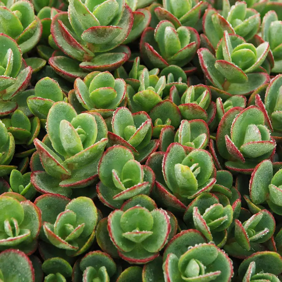 Stonecrop Groundcover SunSparkler® 'Lime Zinger'