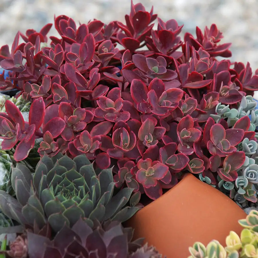 Stonecrop Groundcover SunSparkler® 'Wildflire'
