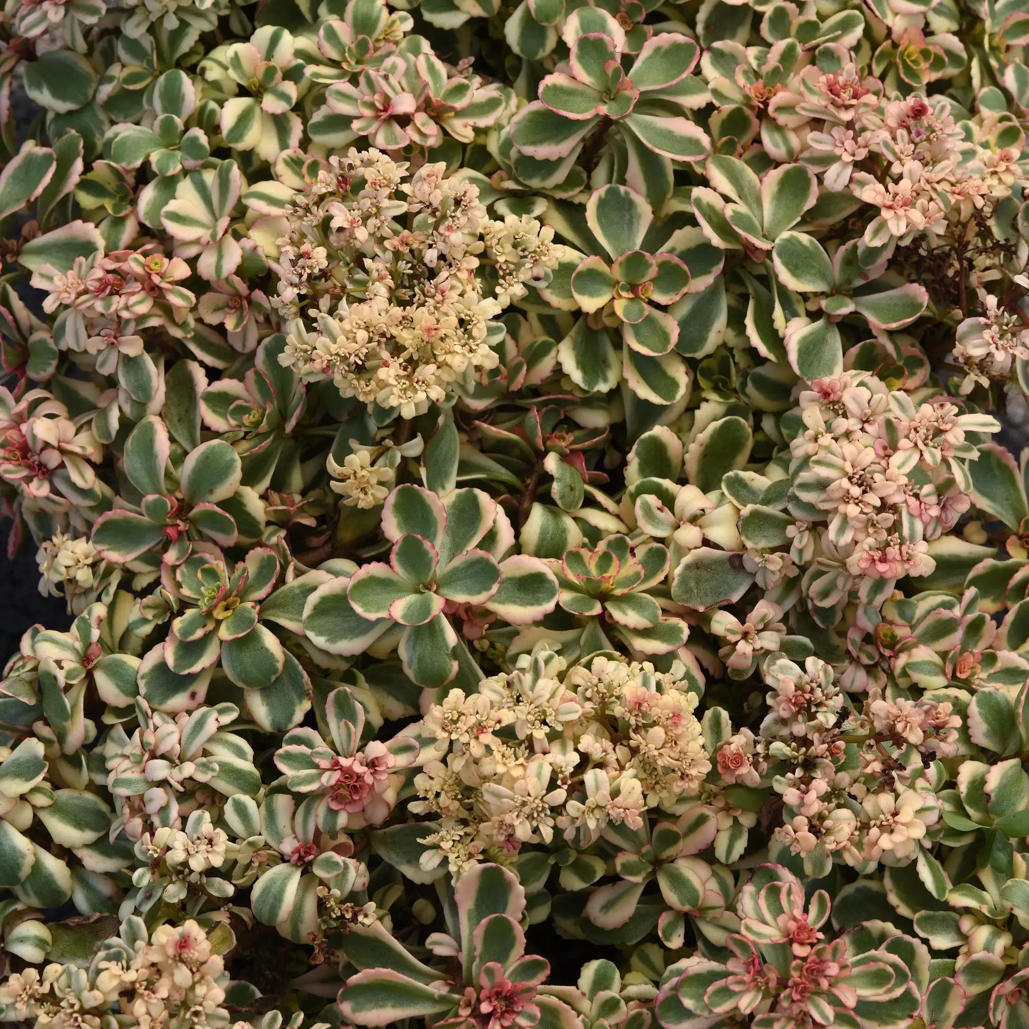 Stonecrop Groundcover 'What a Doozie'
