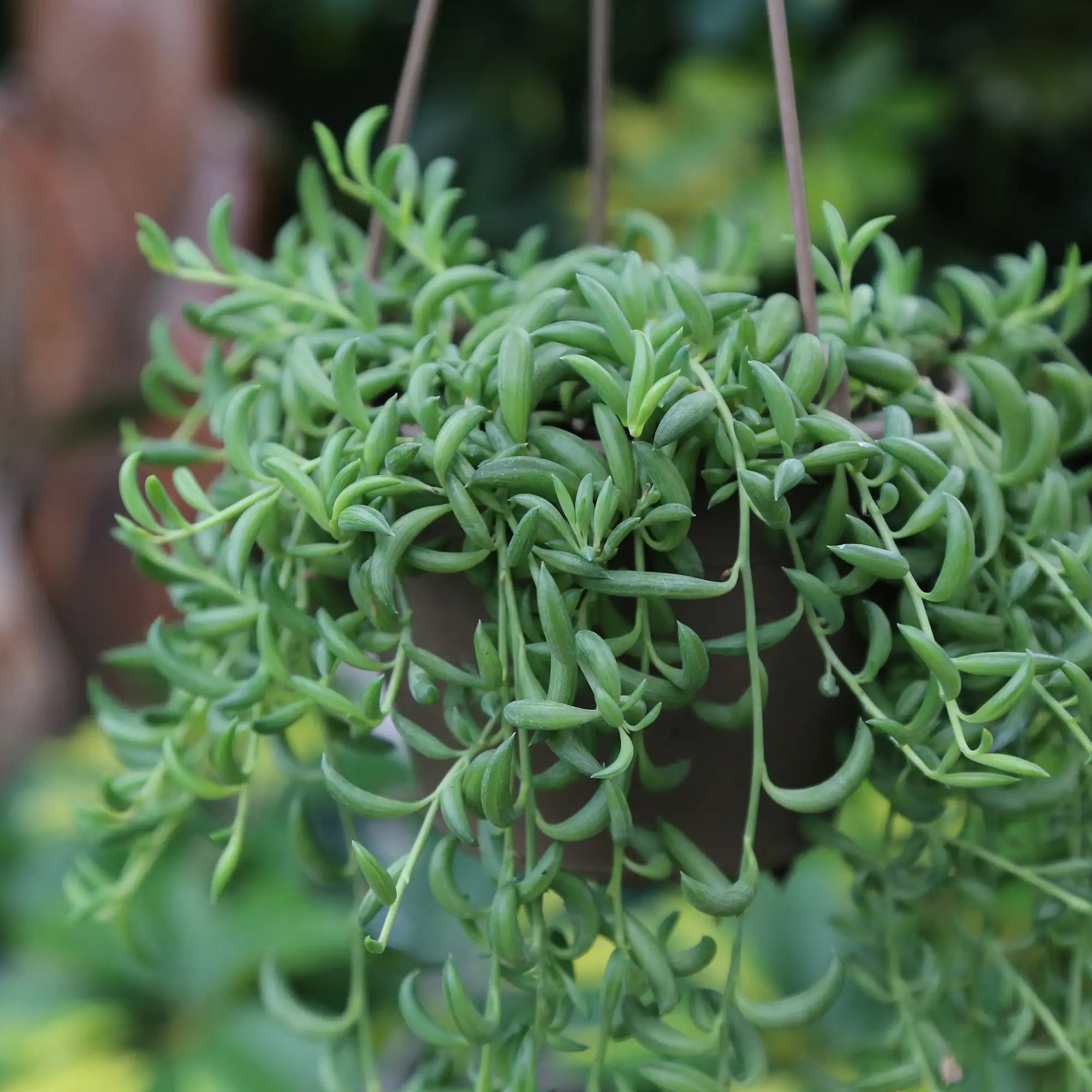String of Bananas