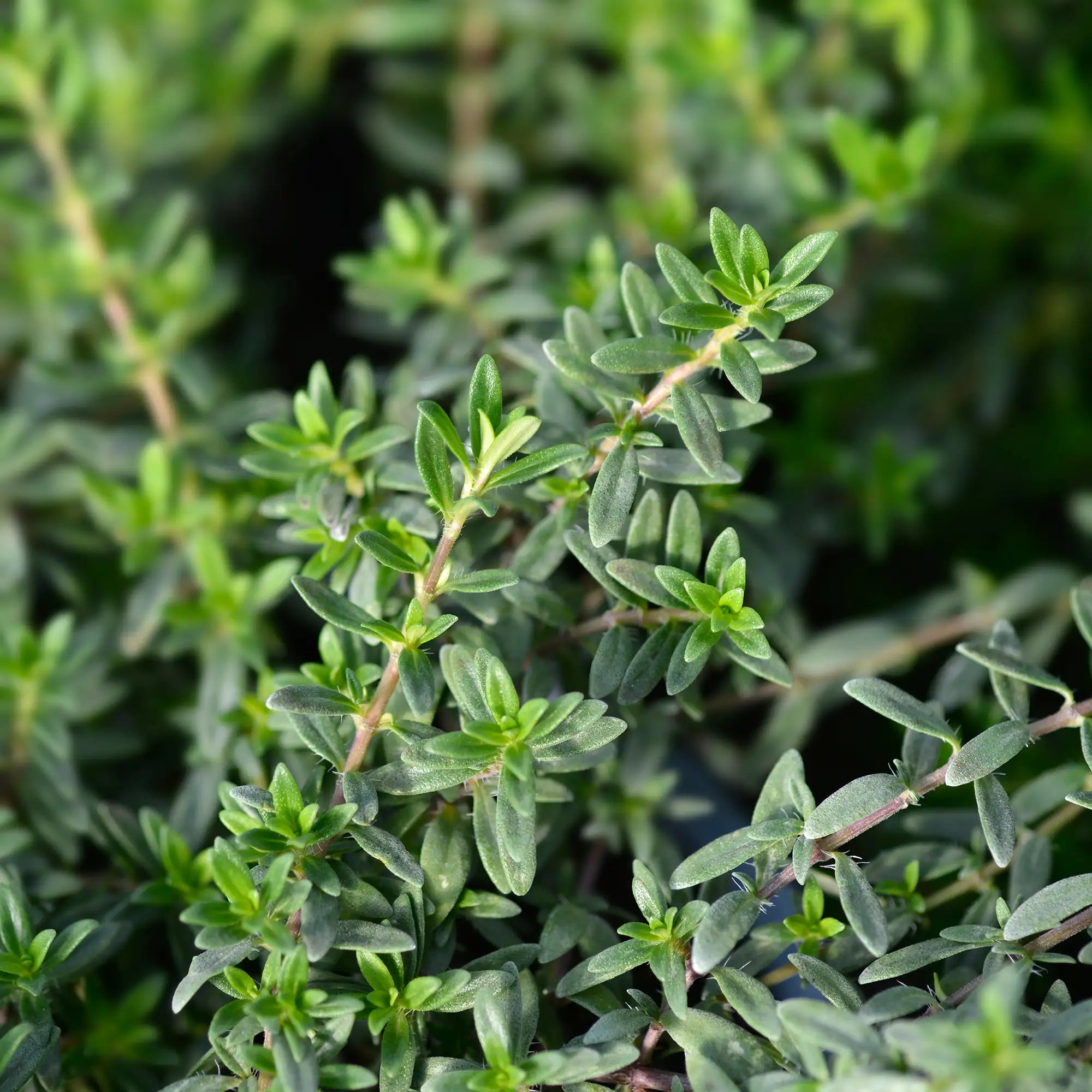 Close-up of green summer savory plant with a blurred green background
